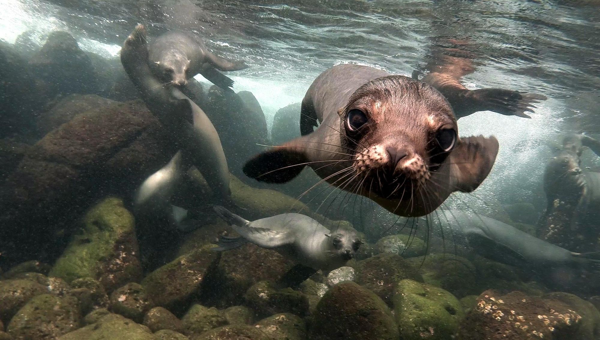 A curious sea lion gets up close to a snorkeller off Isabela Island. Photo: Getty