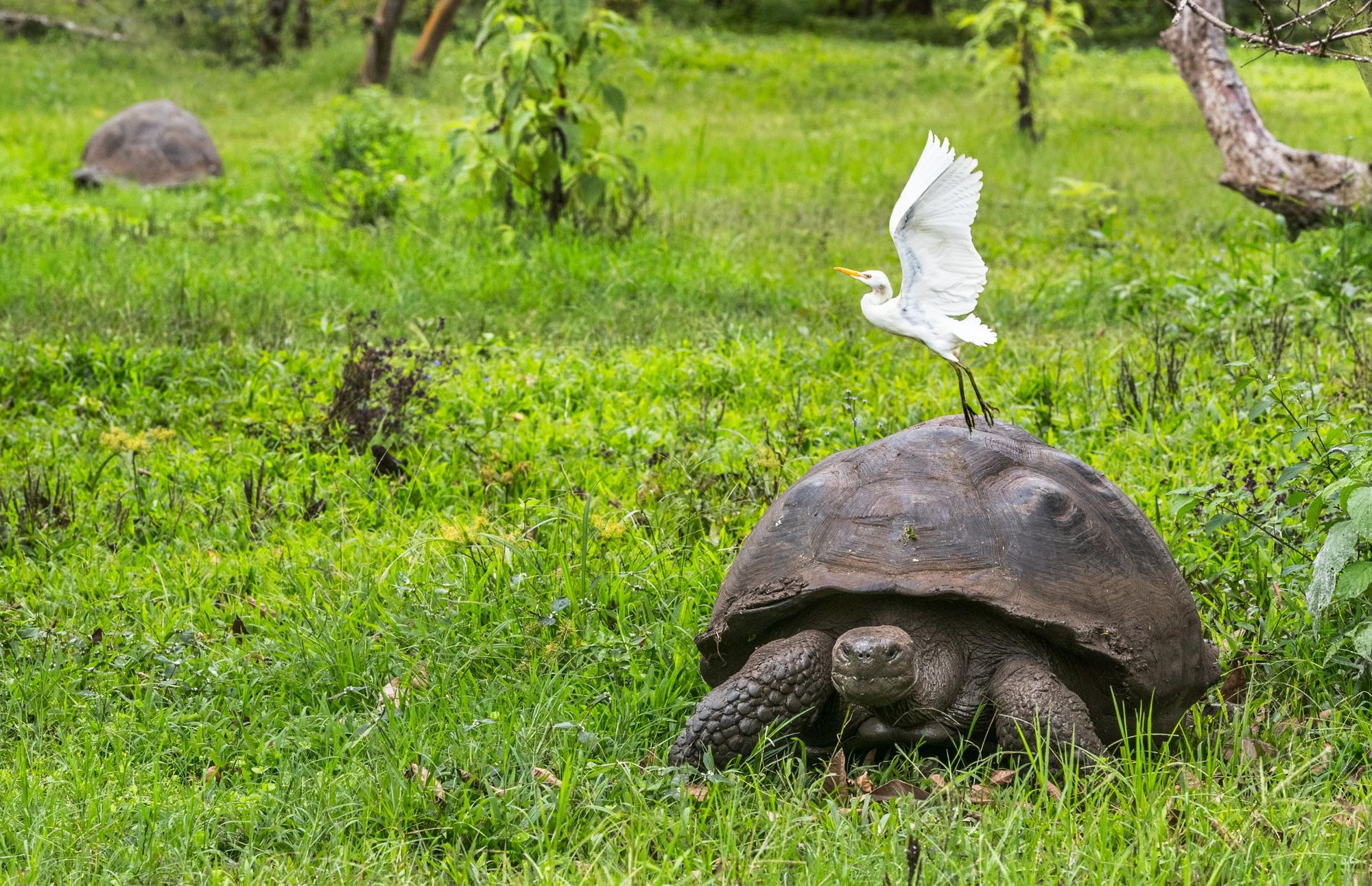 A Galapagos Giant Tortoise with an egret bird, on Santa Cruz Island in Galapagos Islands. Photo: Getty