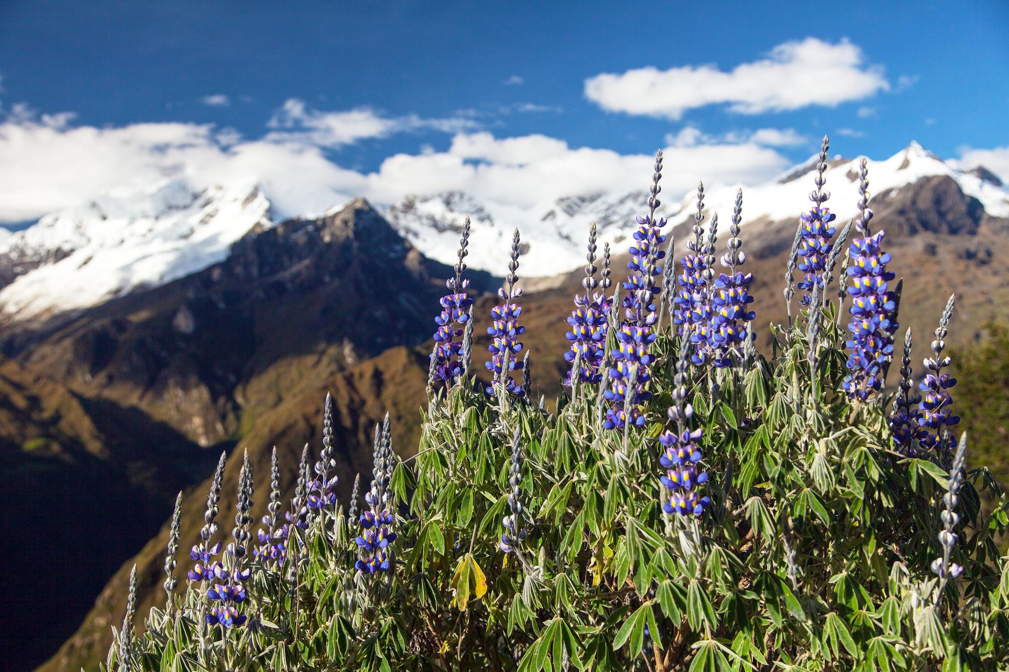 Lupinus flowers, with the backdrop of Mount Saksarayuq and the Andes mountains. Photo: Getty