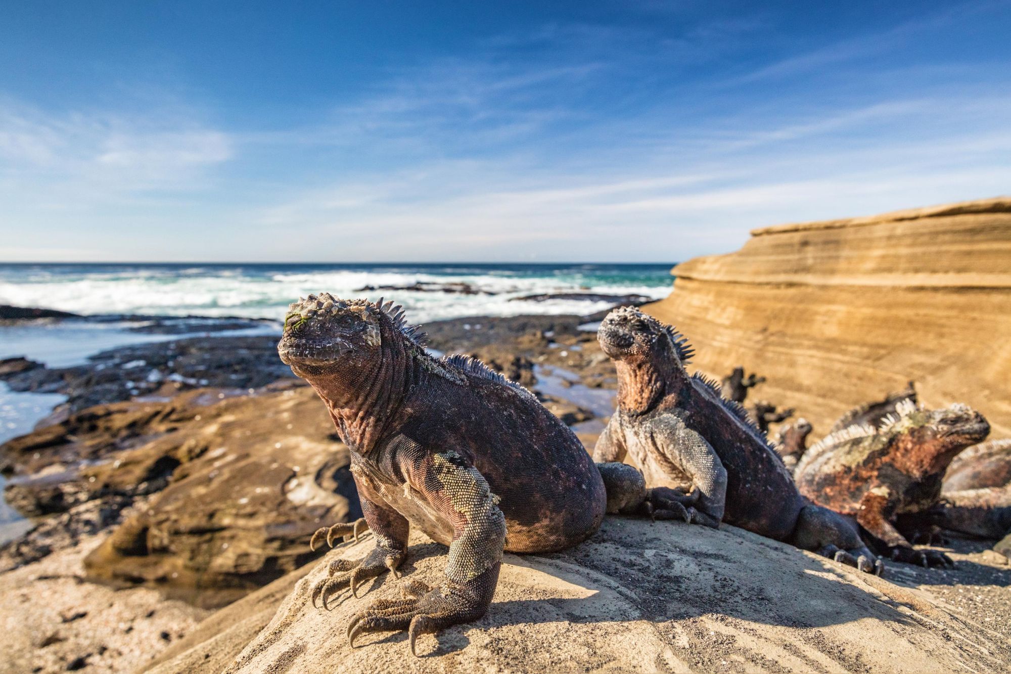 Exploring Ecuador: A Kiwi's Guide to Galapagos Adventure  - Introduction