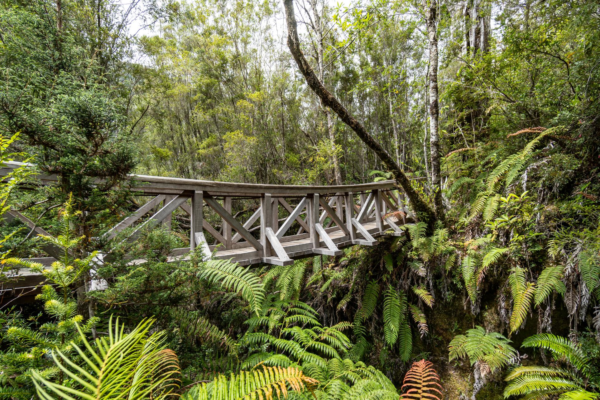 A suspension bridge hidden amongst the greenery of Parque Pumalín in Chile. Photo: Getty