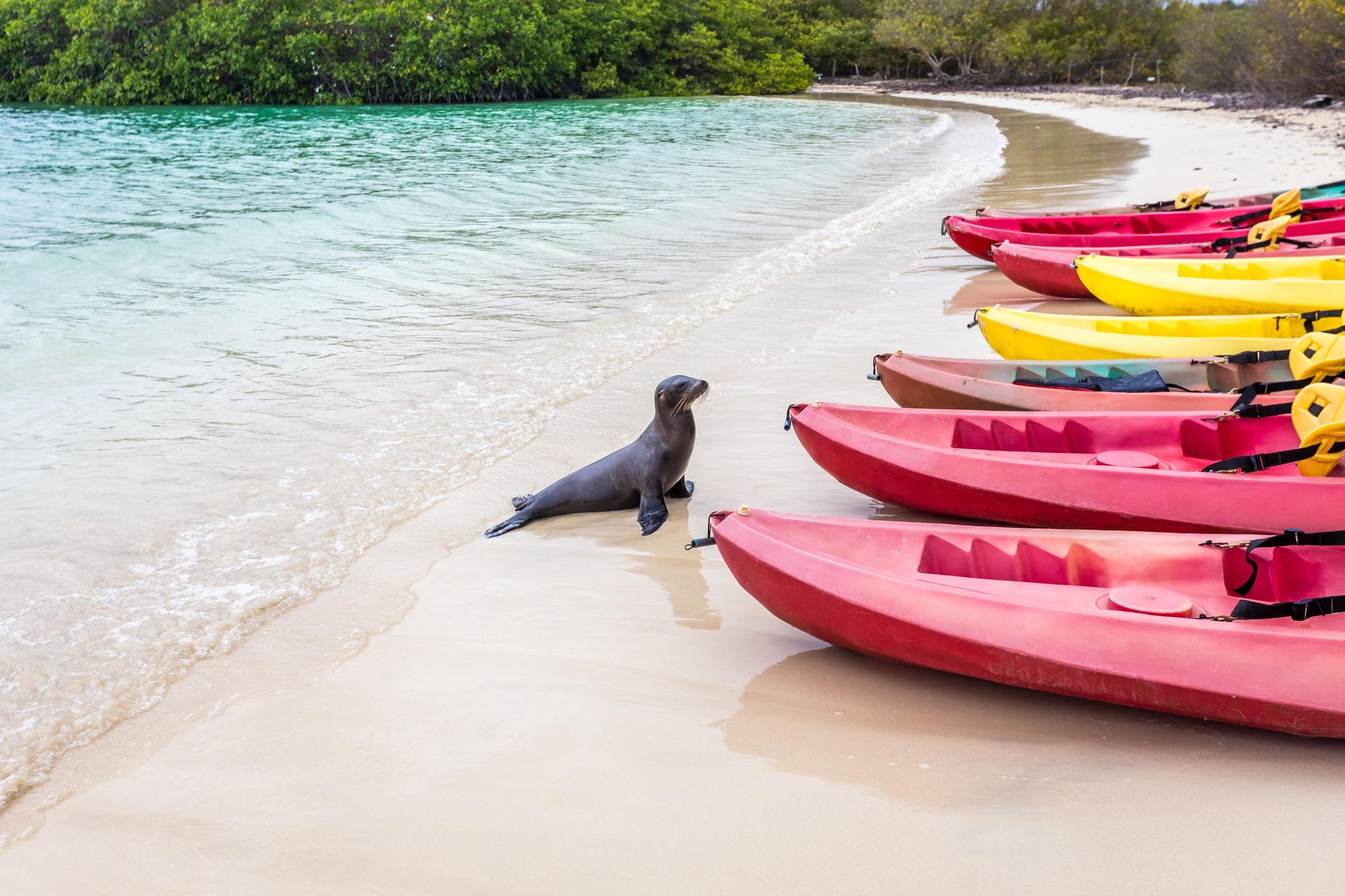 A sea lion gets curious around a line up of kayaks on the white sand beach. Photo: Getty