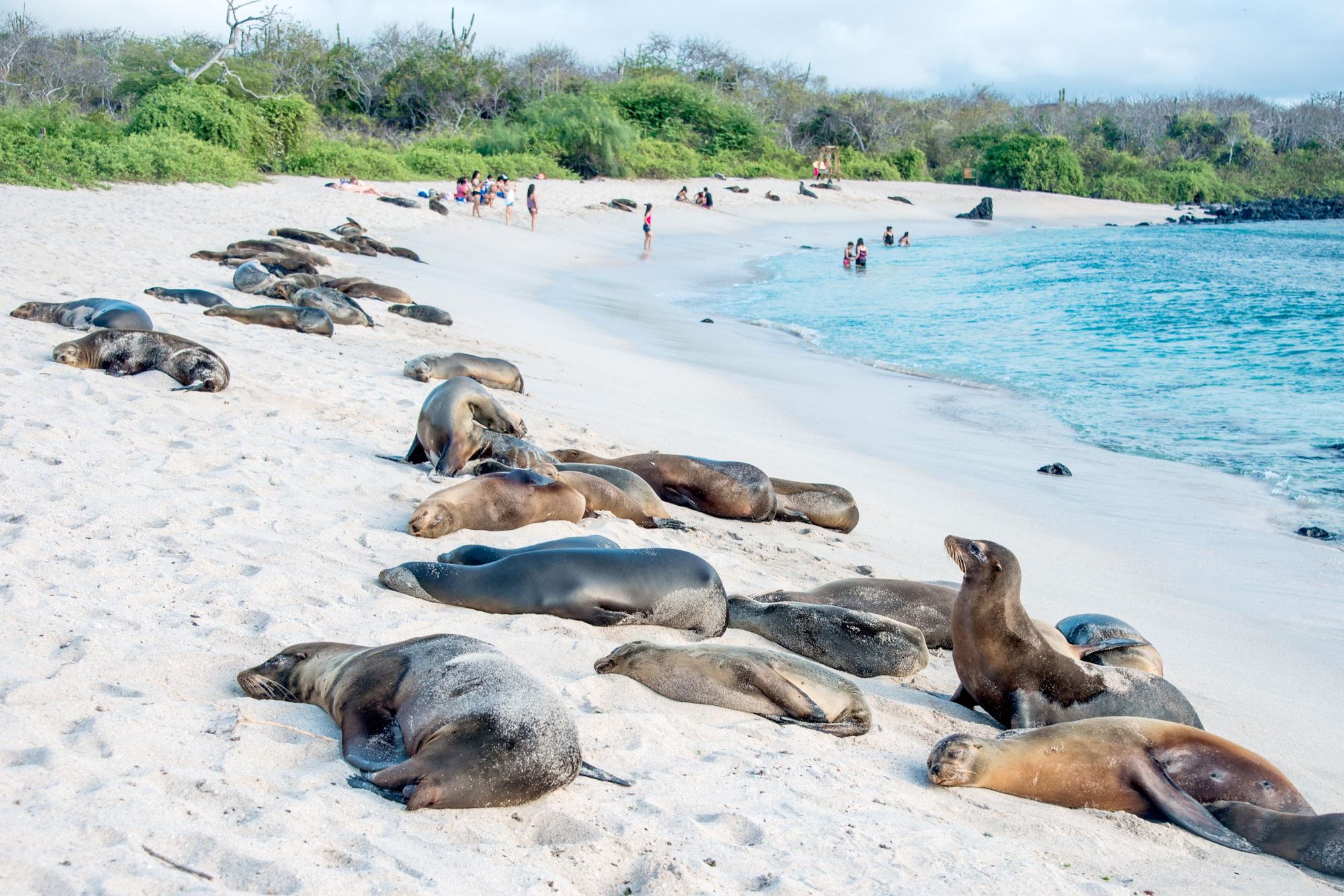Sea lions resting under the sun on a beach on San Cristobal, Galapagos. Photo: Getty