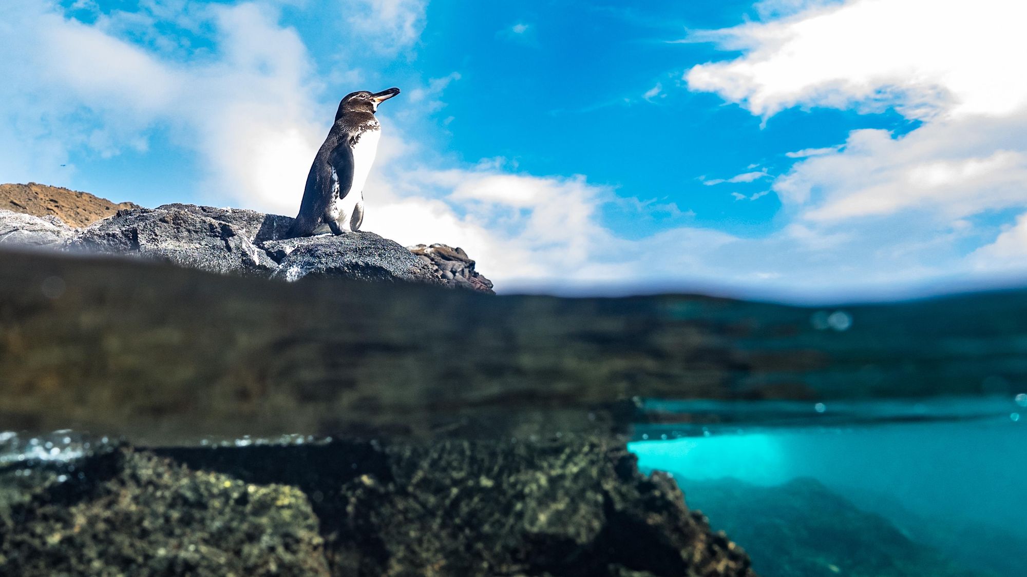 A side view of a Galápagos penguin, resting on a rock, taken under and over from the water. Photo: Getty