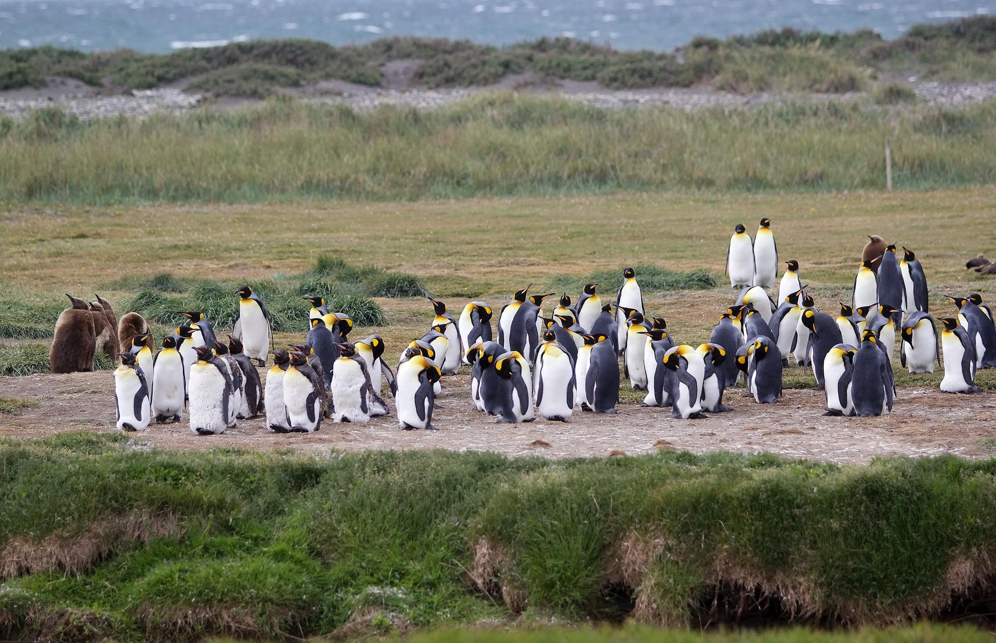 The King Penguin Colony at Inutil Bay on Isla Grande de Tierra del Fuego, in Tierra del Fuego, Chile. Photo: Getty