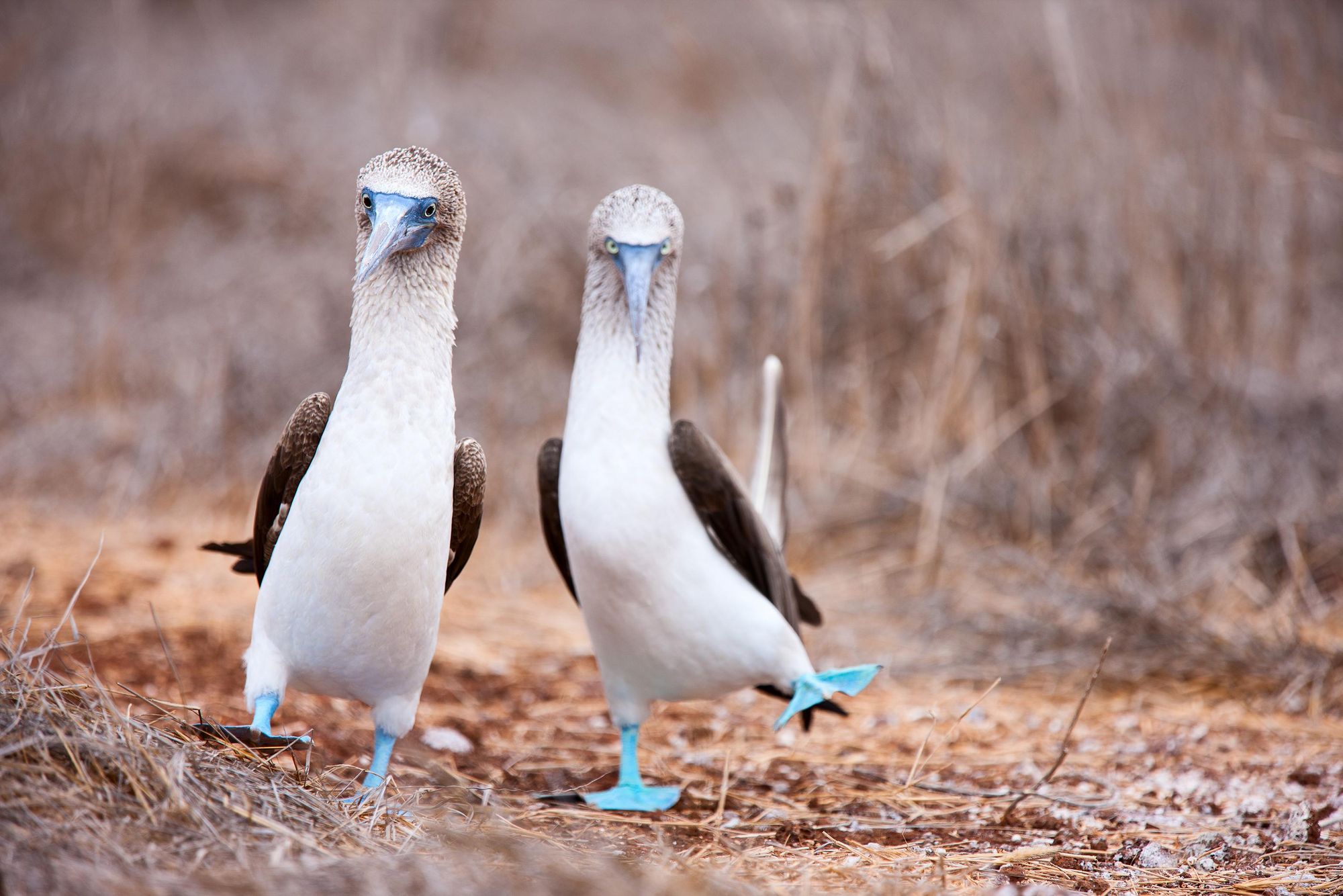 A couple of blue-footed boobies exploring the Galapagos Islands. Photo: Getty
