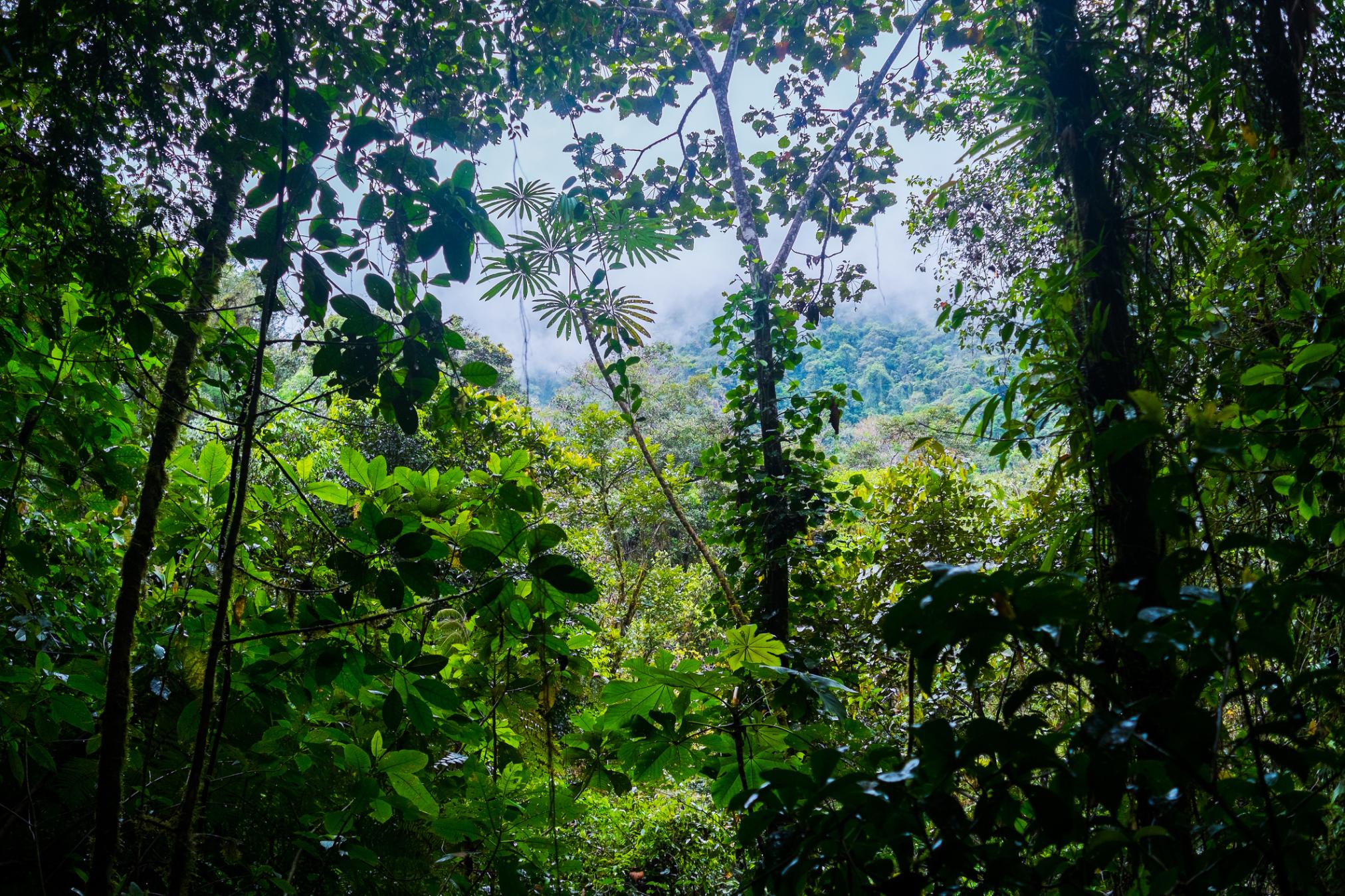 Podocarpus National Park, Ecuador.