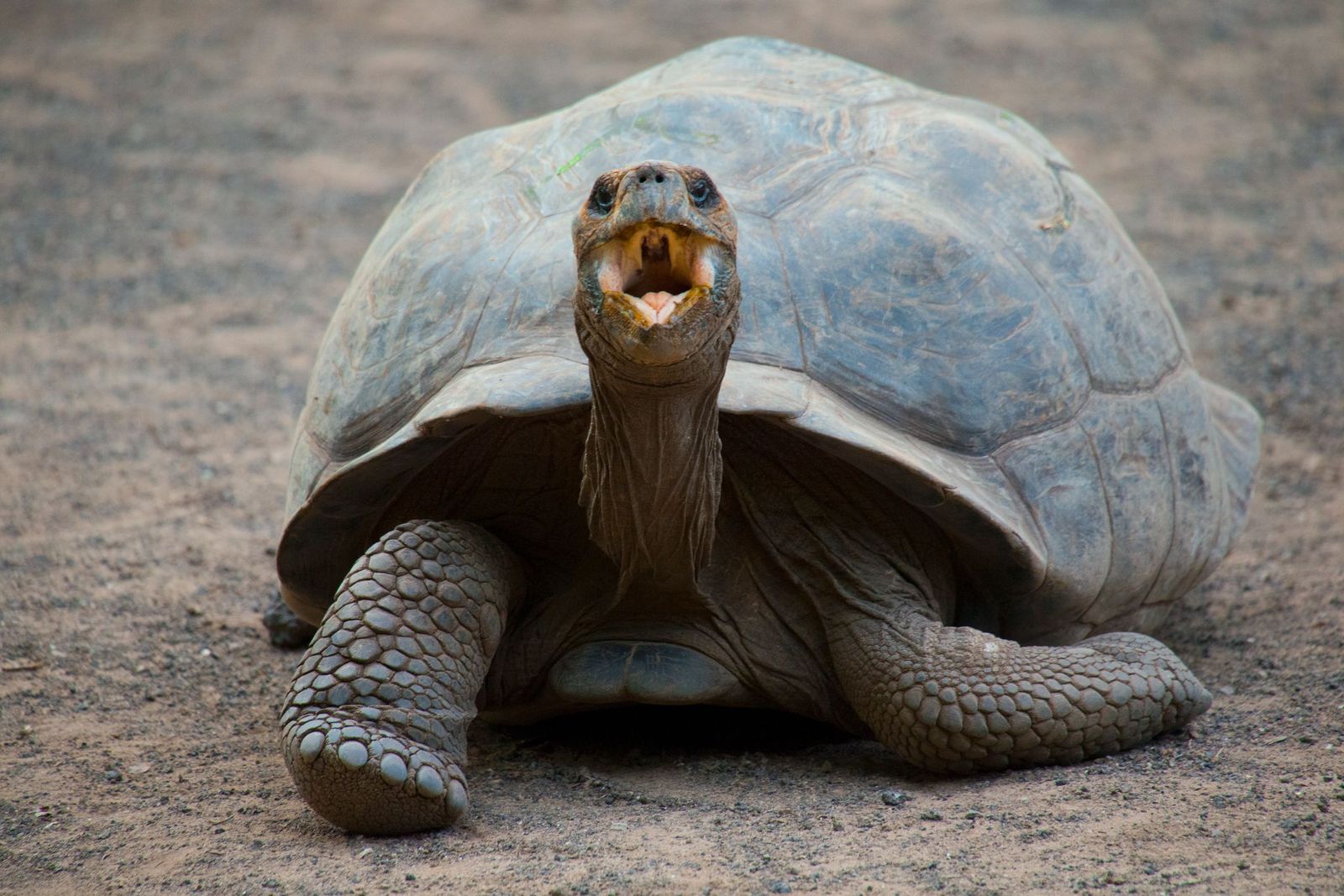 A Galapagos giant tortoise, one of the most famous residents on the Galapagos Islands. Photo: Getty.