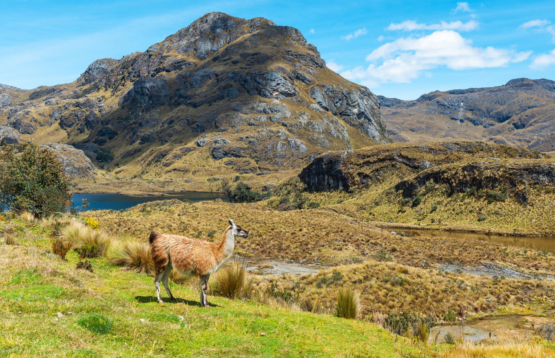 A llama in El Cajas National Park. Photo: Getty.