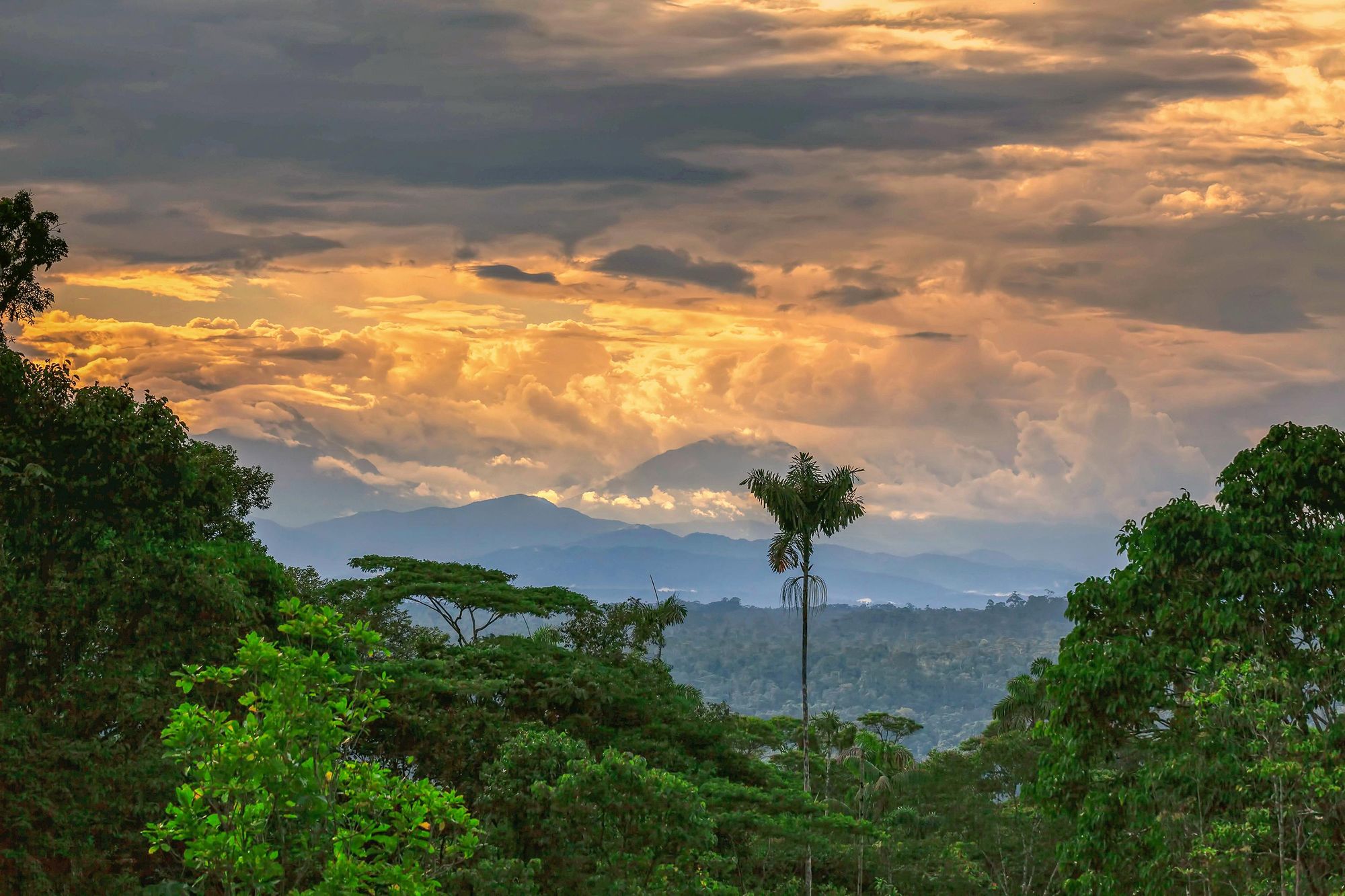 Sangay Volcano rising from the jungle, Sangay National Park, Ecuador.