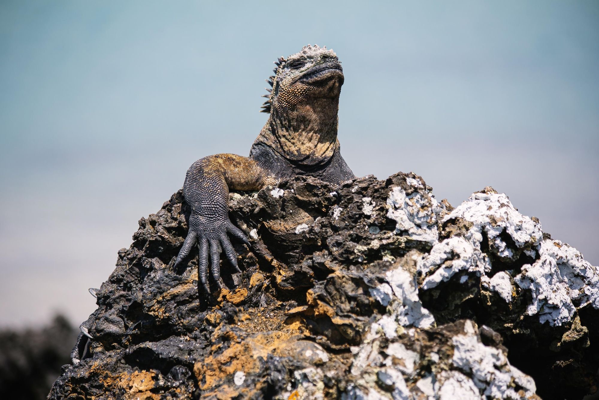 A sea saltwater iguana sits on a black lava rock on the Galapagos Islands. Photo: Getty
