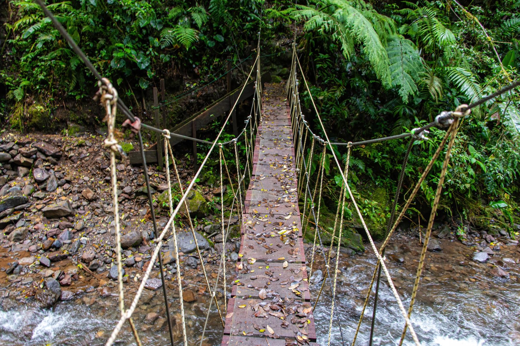A hanging bridge in El Tigre, Monteverde Cloud Forest in Costa Rica. Photo: Getty