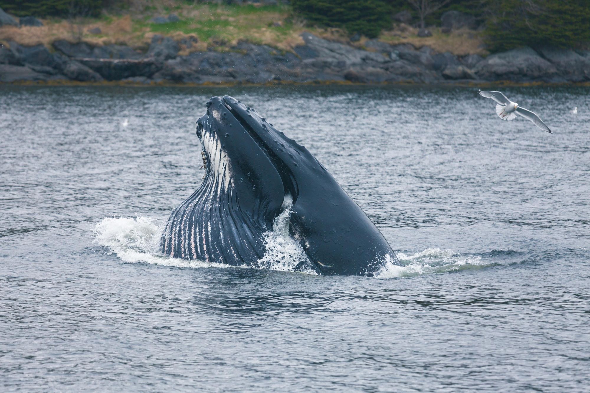 A humpback whale breaches the water. Photo: Getty