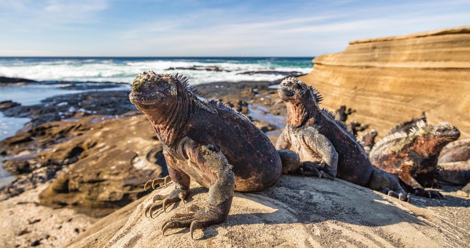 Iguanas sitting on a rock on the Galapagos Islands. Photo: Getty