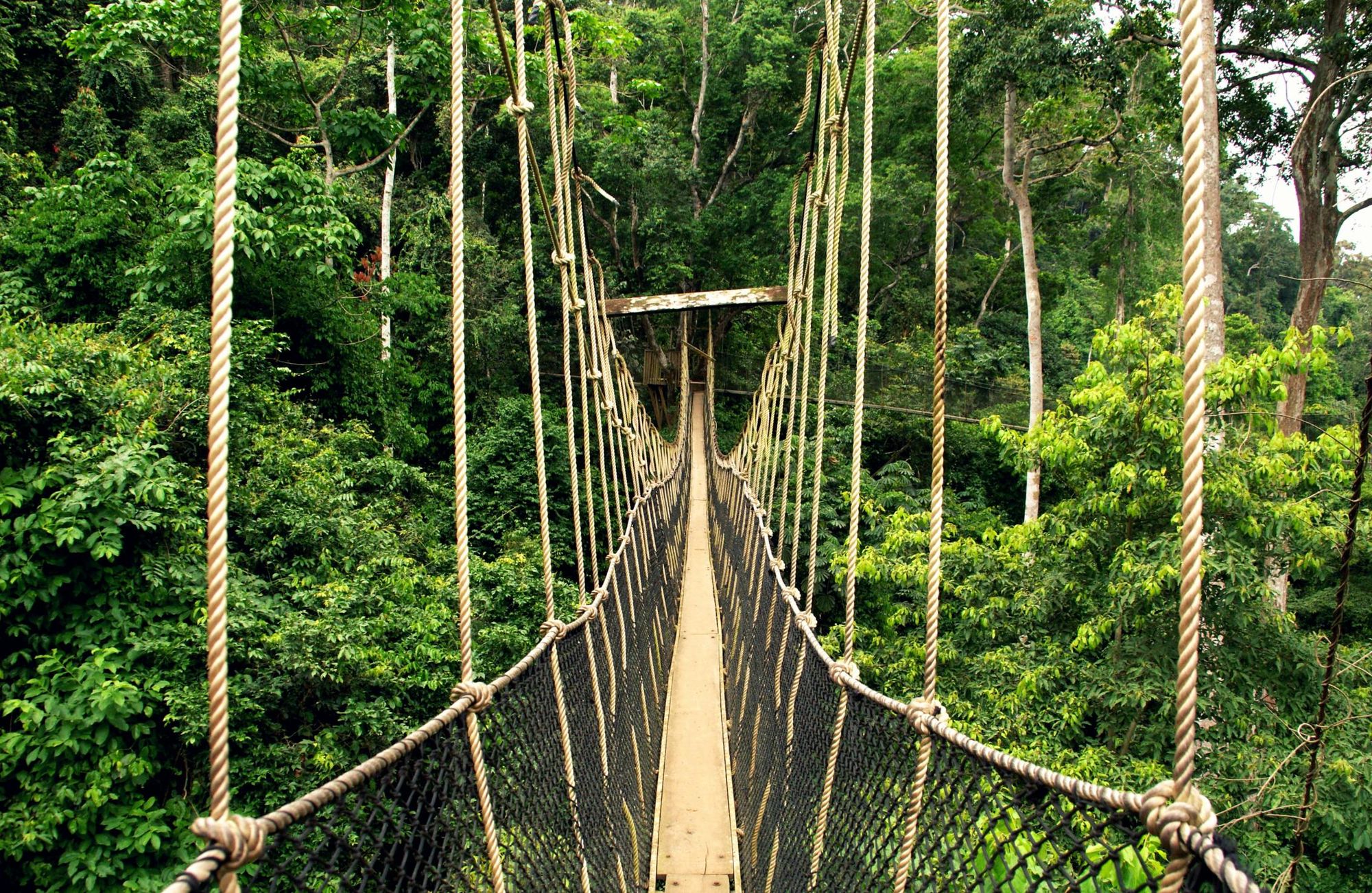 The canopy walkway in Kakum National Park. Photo: Getty