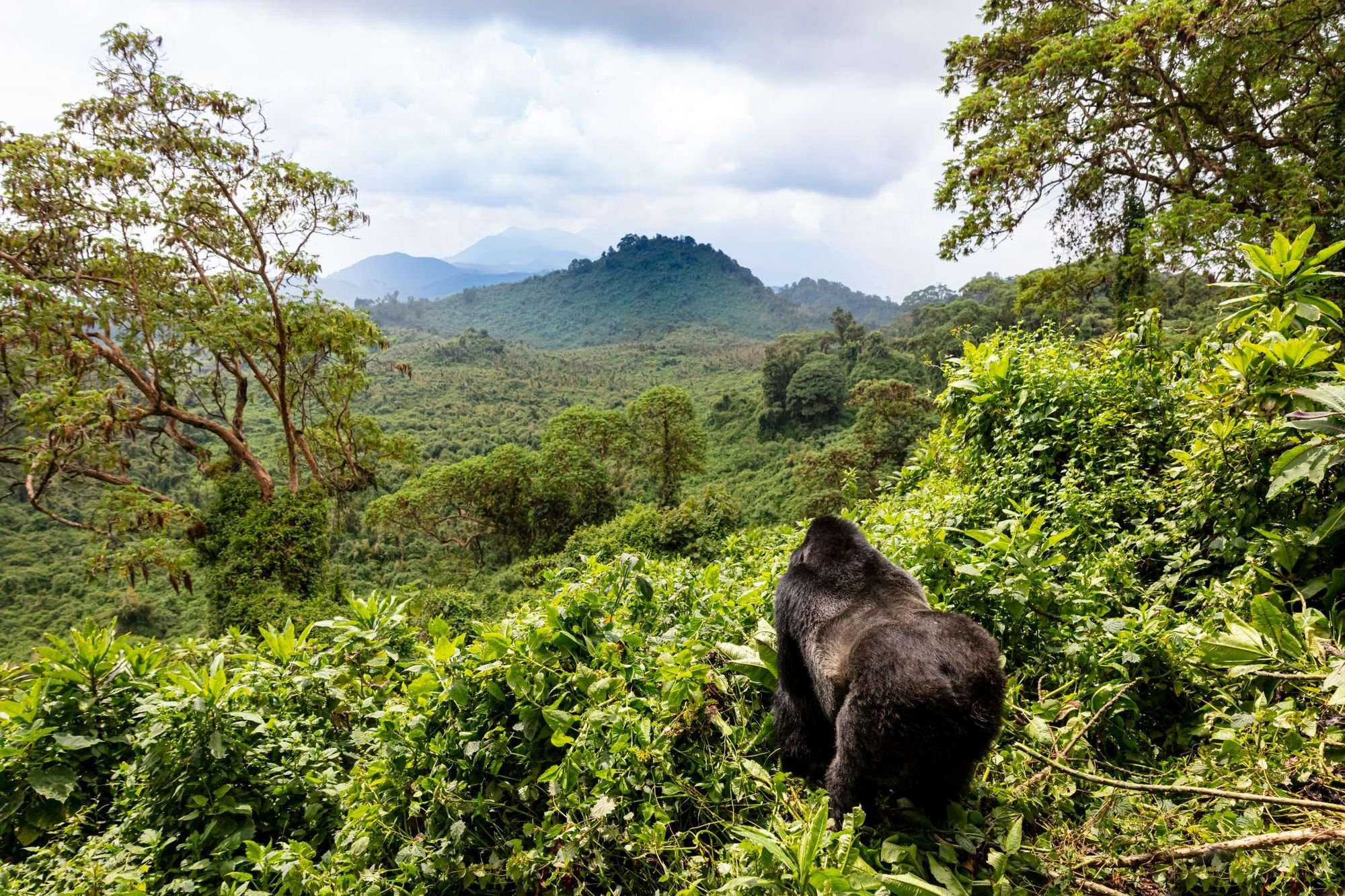 A mountain gorilla in the Volcanoes National Park in Rwanda. Photo: Getty