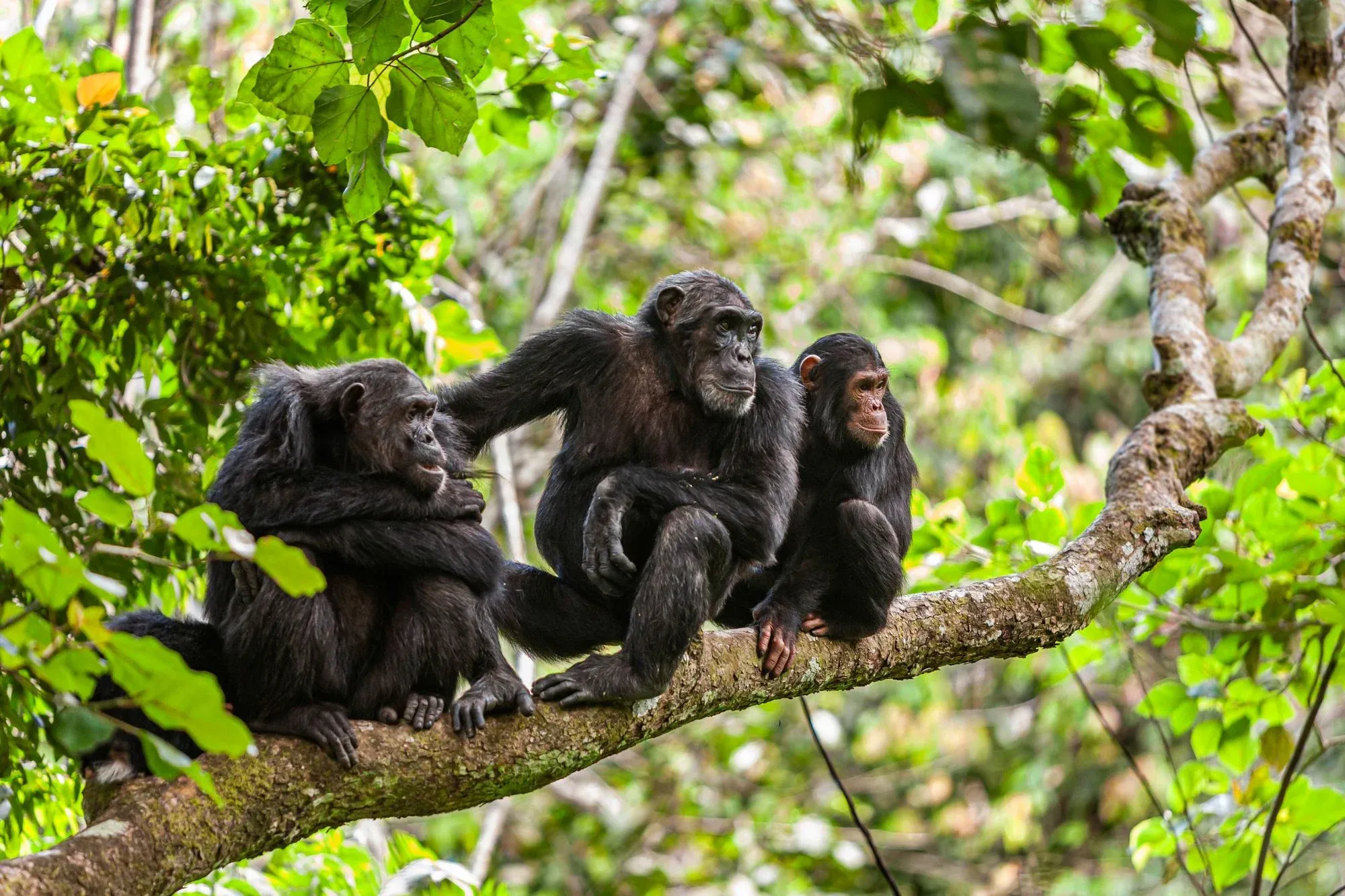 Chimpanzees sitting on a branch in Mahale Mountains National Park. Photo: Getty