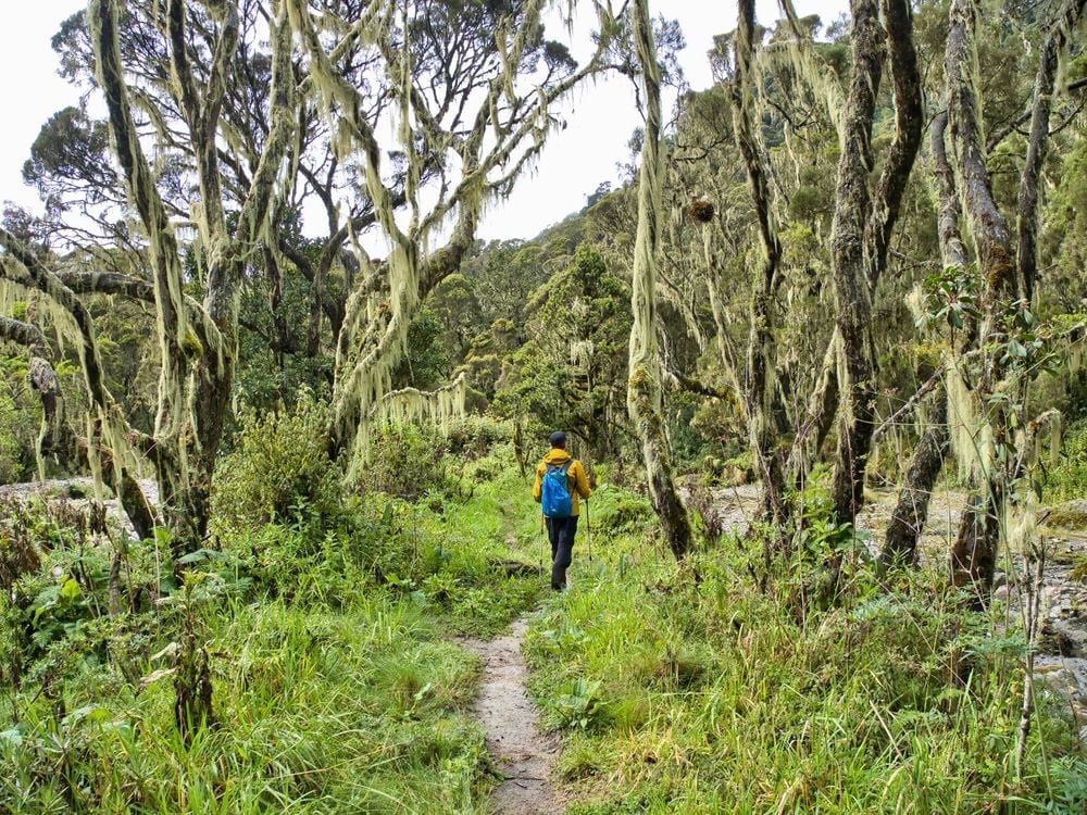 The Rwenzori are a range of mountains located on the border between Uganda and the Democratic Republic of the Congo. Photo: Getty