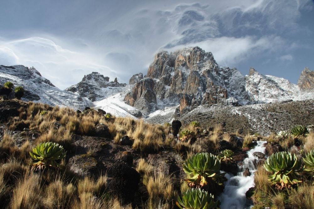 Mount Kenya reaches 5,1999m high and has a lot of vegetation along the way. Photo: Getty