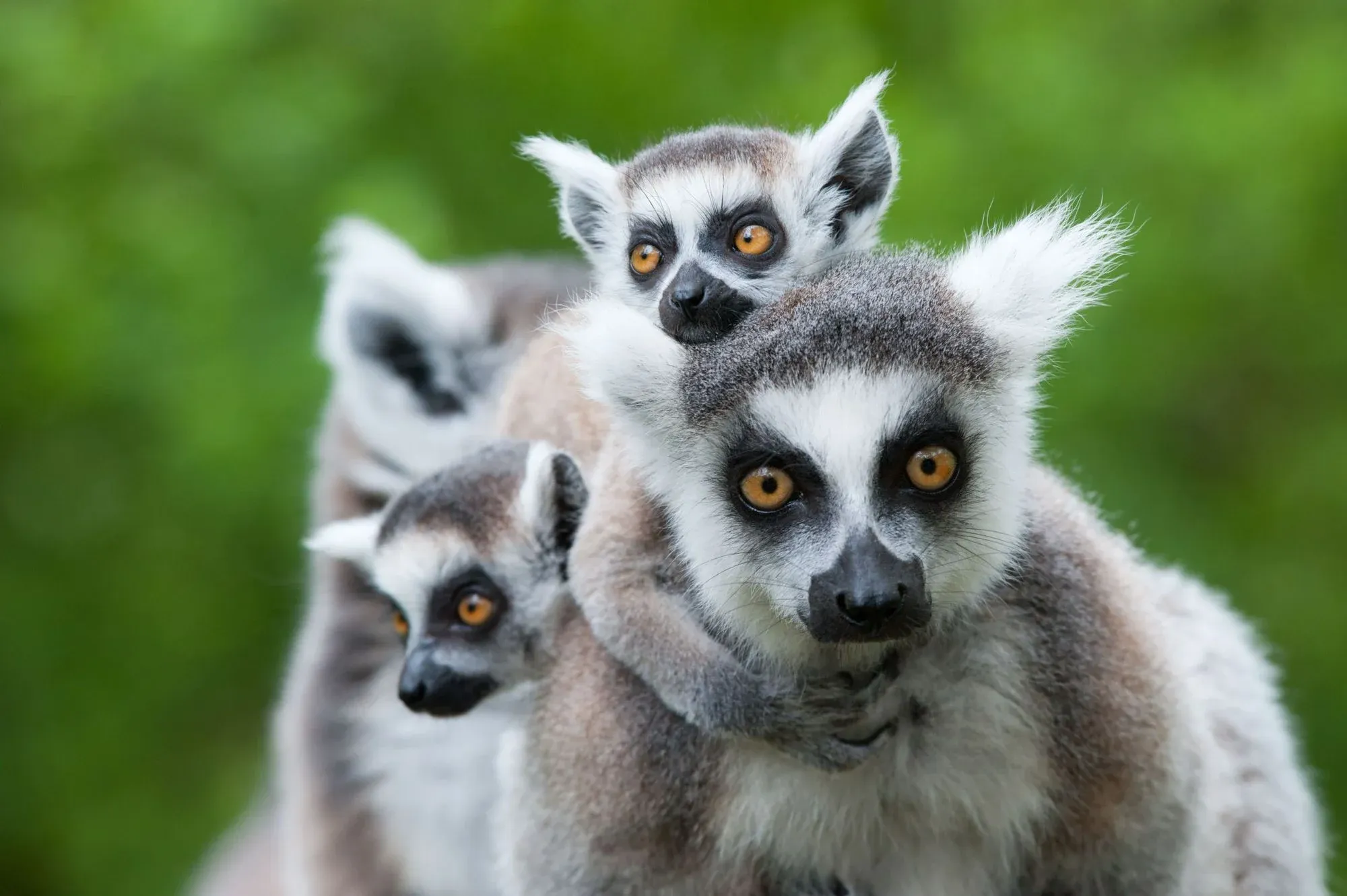 A family of ring-tailed lemurs in Madagascar. Photo: Getty
