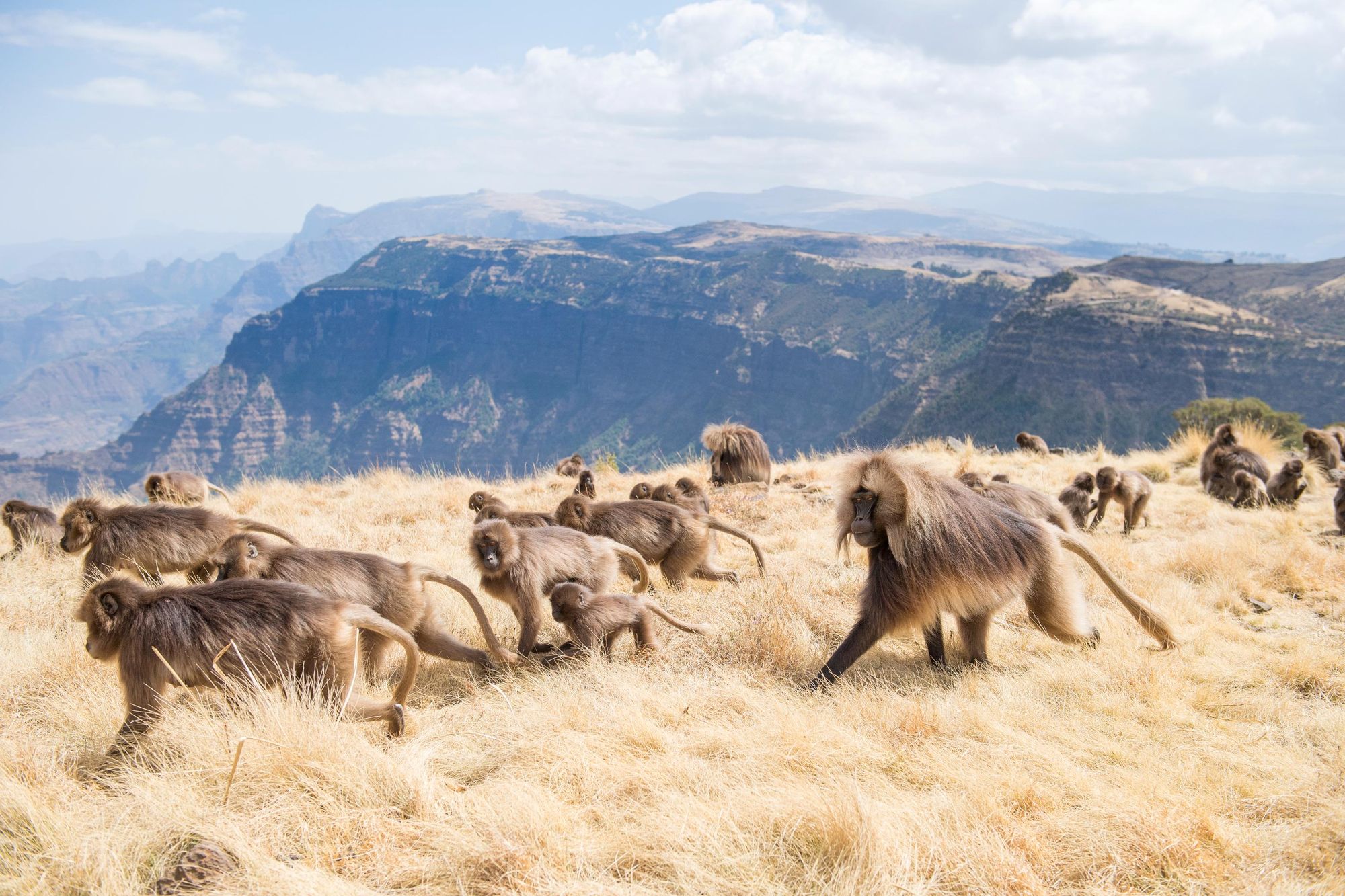 Gelada Baboon can be found in the highlands of the Simien Mountains, between 2200m and 4400m. Photo: Getty