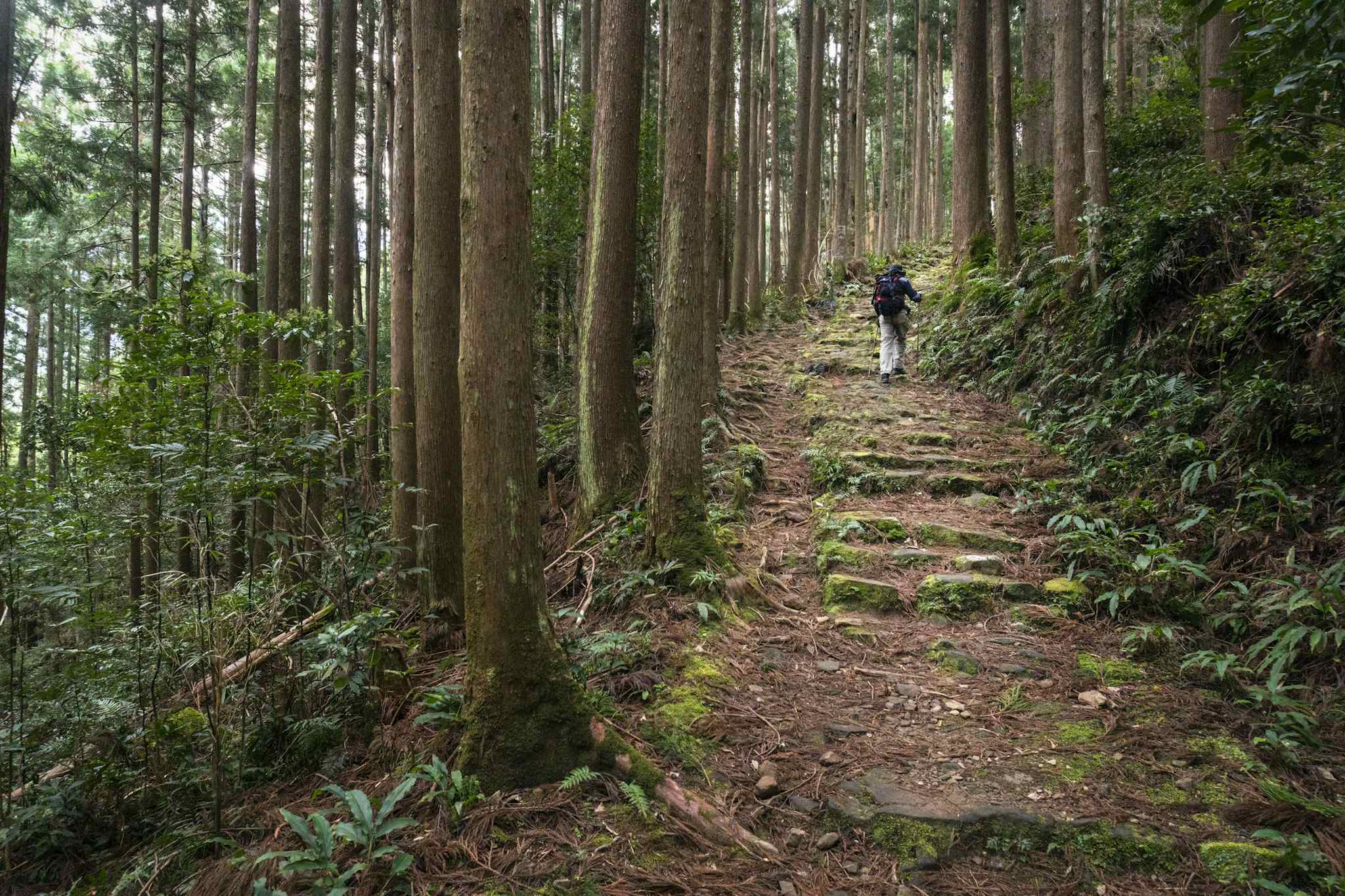 The quiet pine forests of the Kumano Kodo trail. Photo: Getty.
