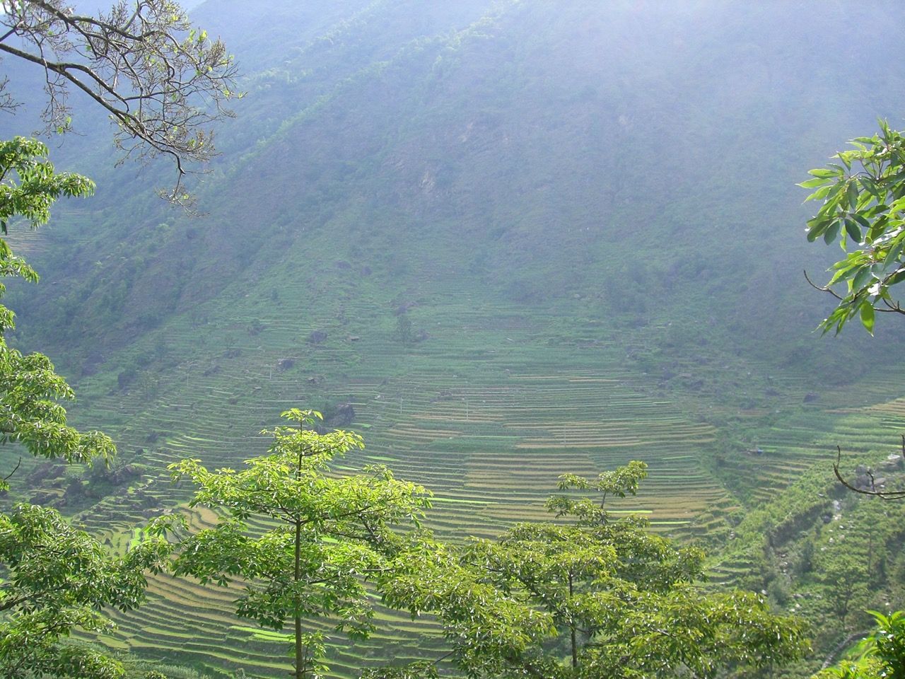 Crop terraces outside Panggom. Photo: Freedom Adventures.