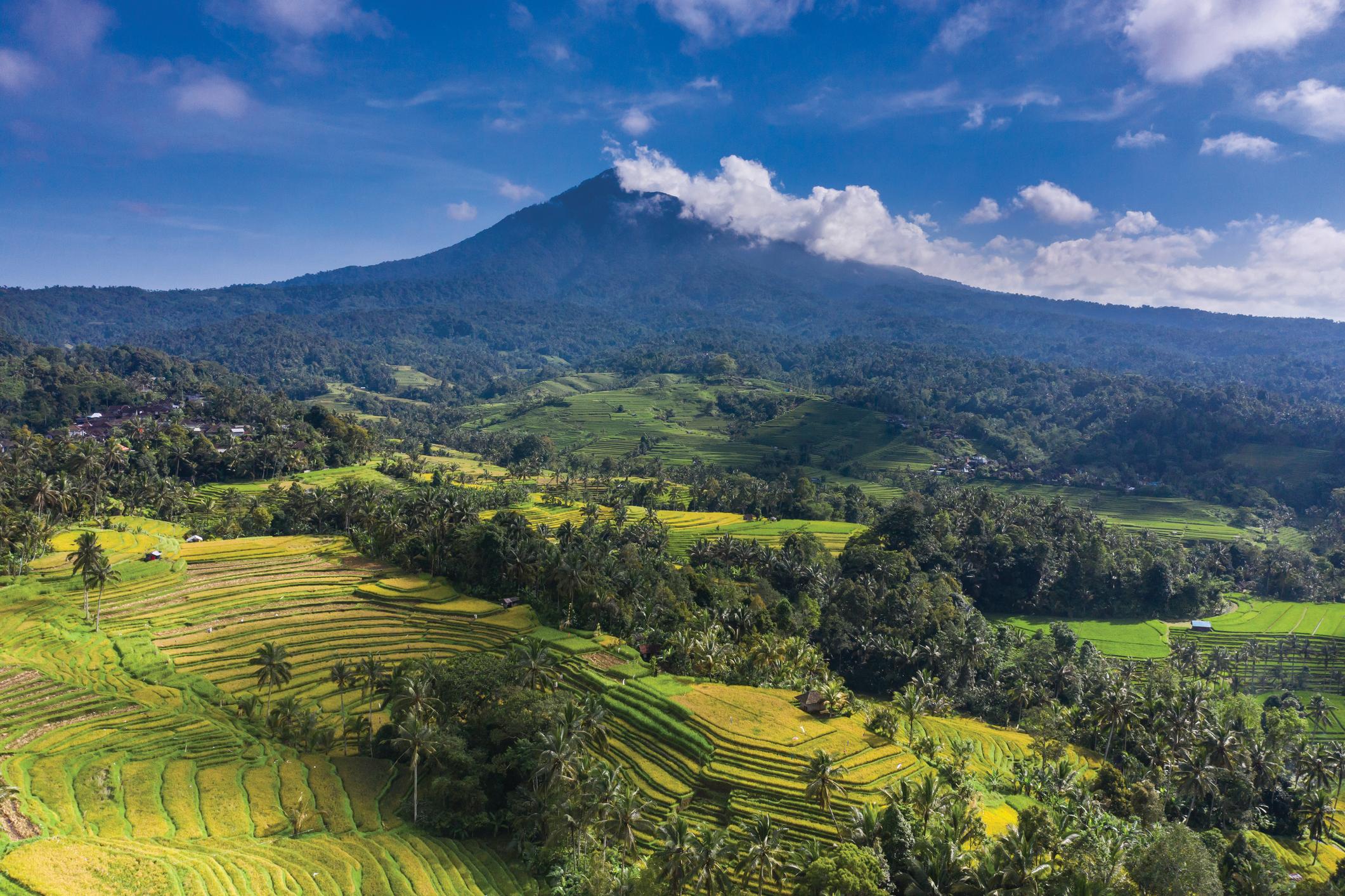 Rice paddy fields in the shadow of Batukaru Volcano. Photo: Getty.