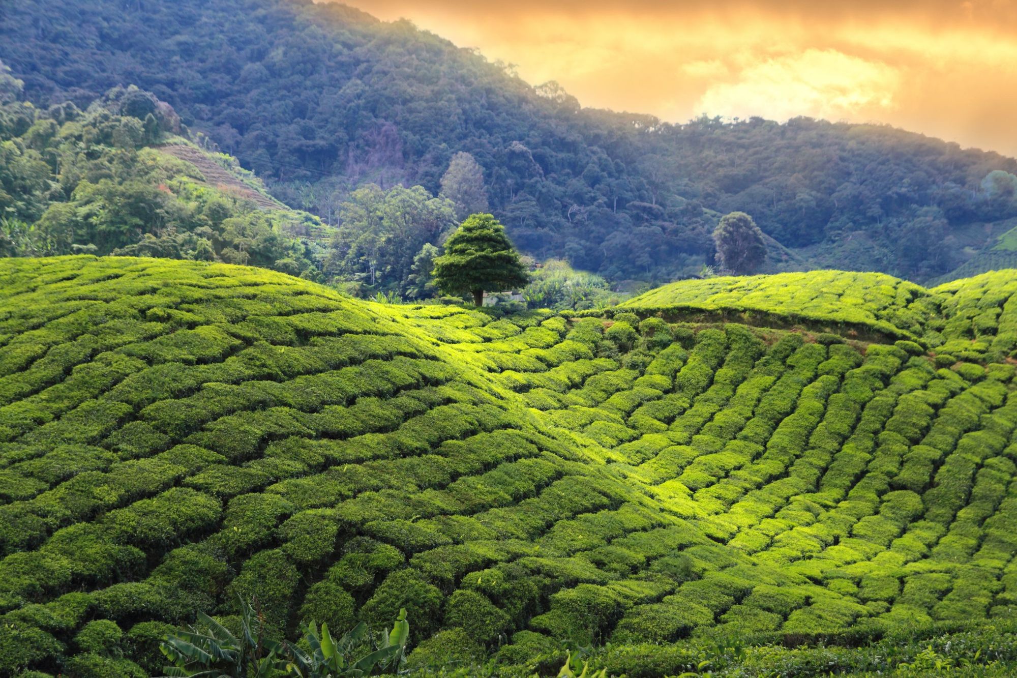 The tea-carpeted highlands of Sri Lanka. Photo: Getty.