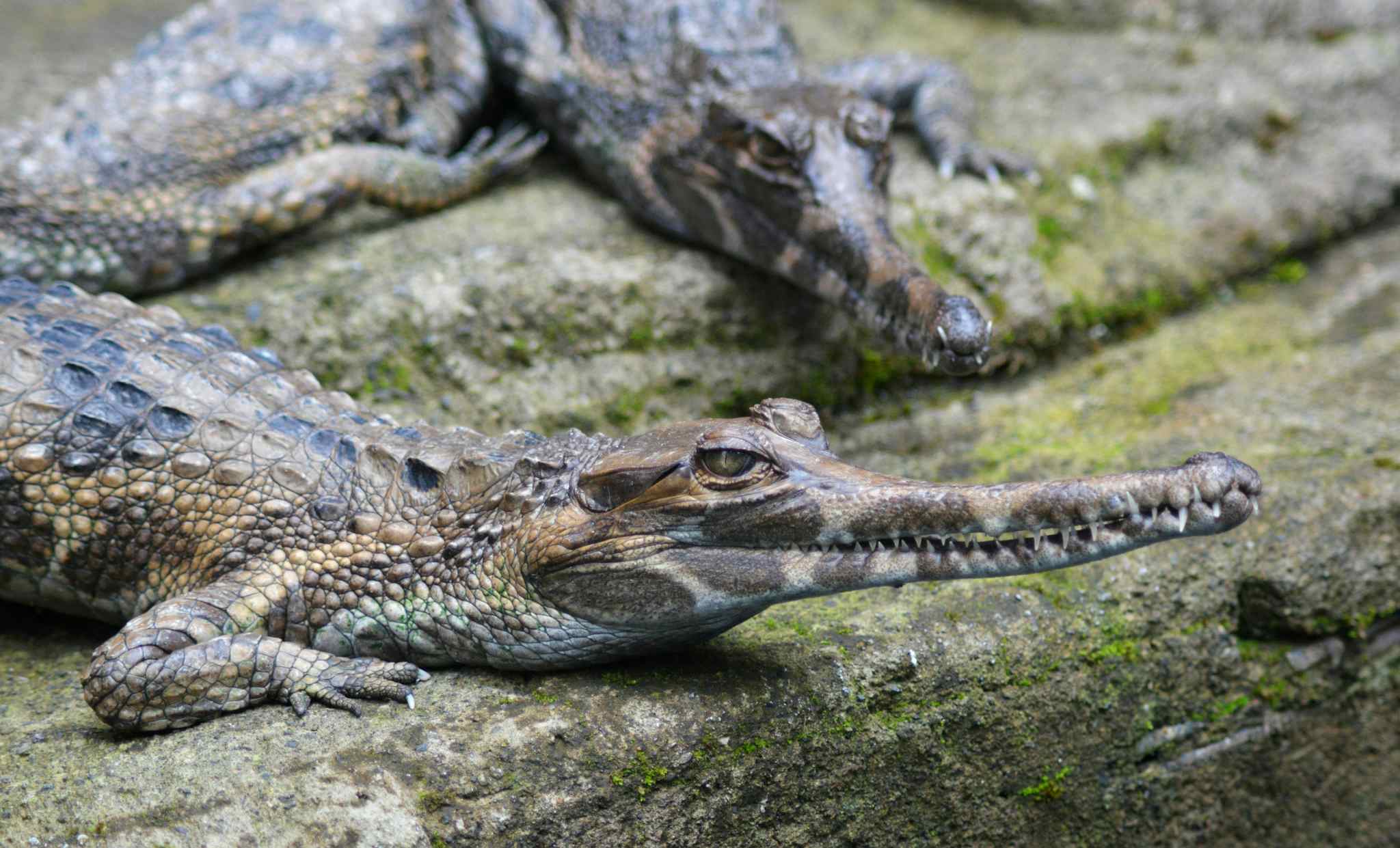 A gharial in Chitwan National Park. Photo: Getty.