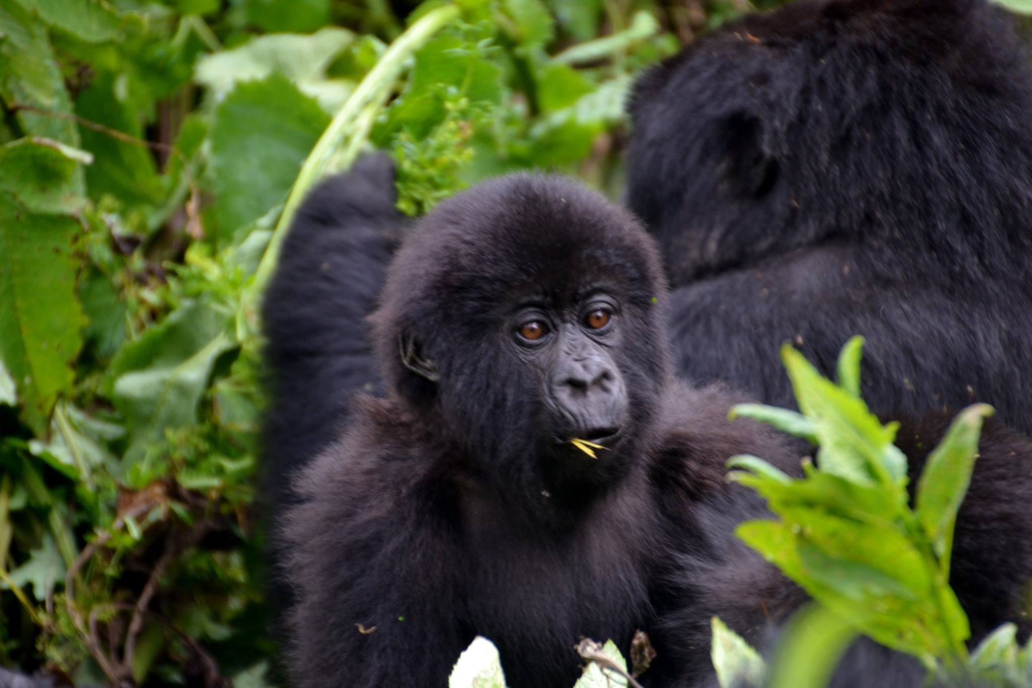 Mountain gorillas in the Volcanoes National Park, Rwanda. Photo: Marta Marinelli.