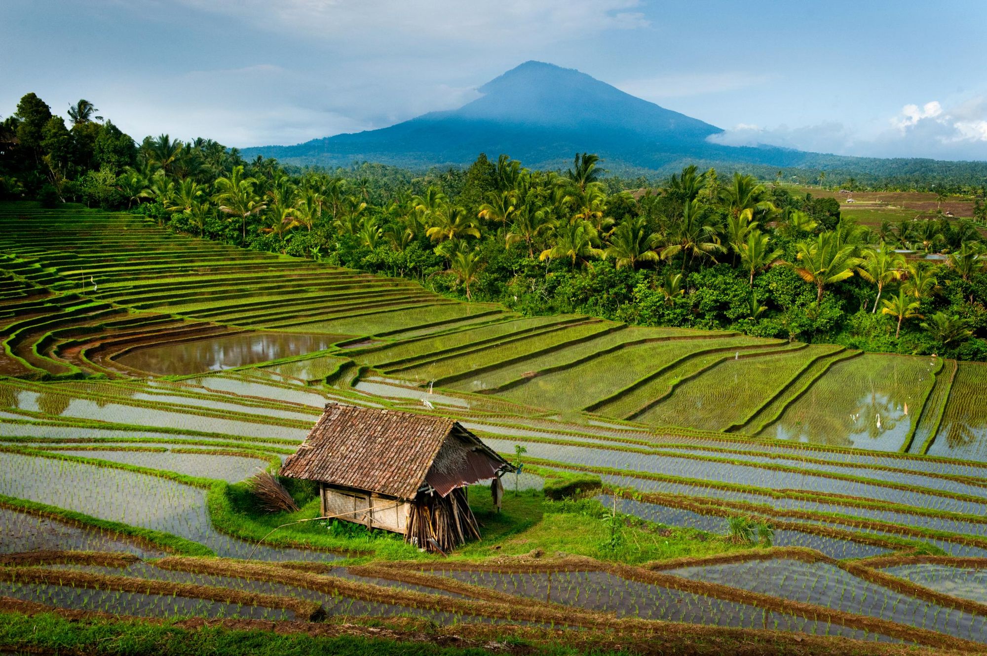 The spectacular rice terraces of Belimbing, Bali with Batukaru in the background. Photo: Getty