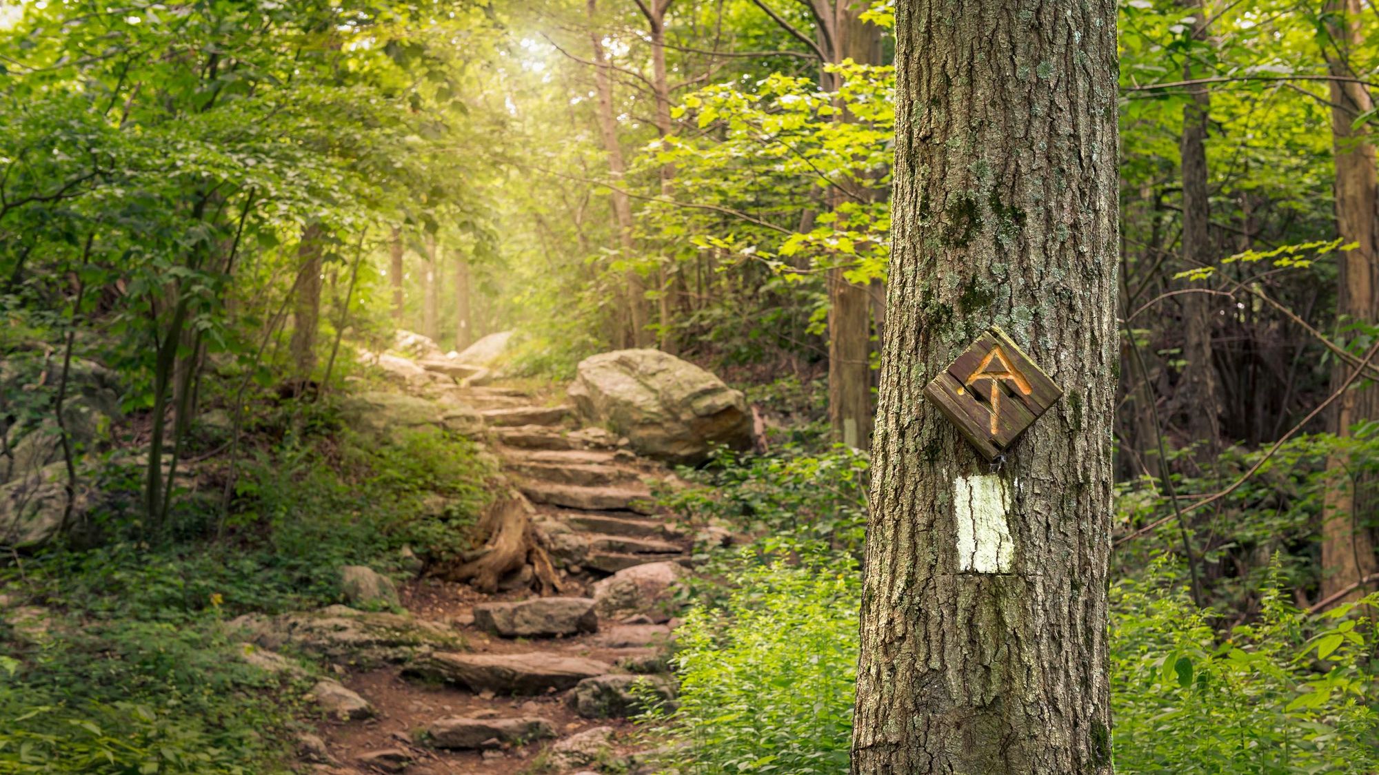The Appalachian Trail through Stokes State Forest New Jersey. Photo: Getty.