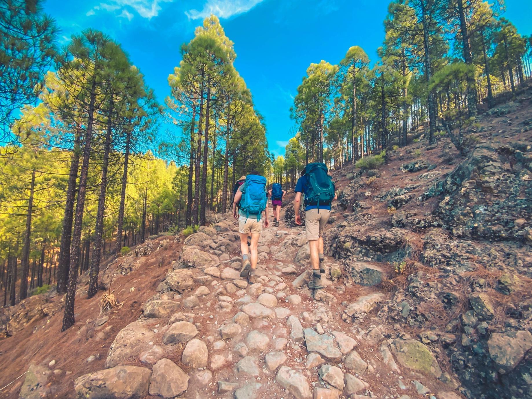 Hiking through the pine forest towards Roque Nublo. Photo: Climbo.