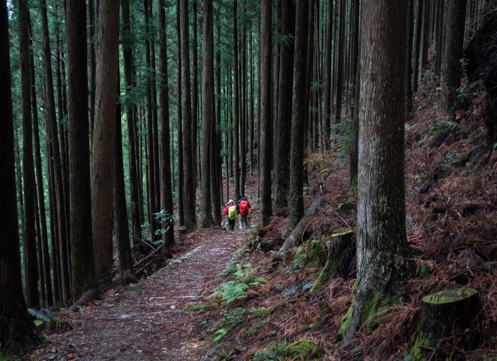 The Ancient Pilgrim Trails Through Japan's Sacred Mountains