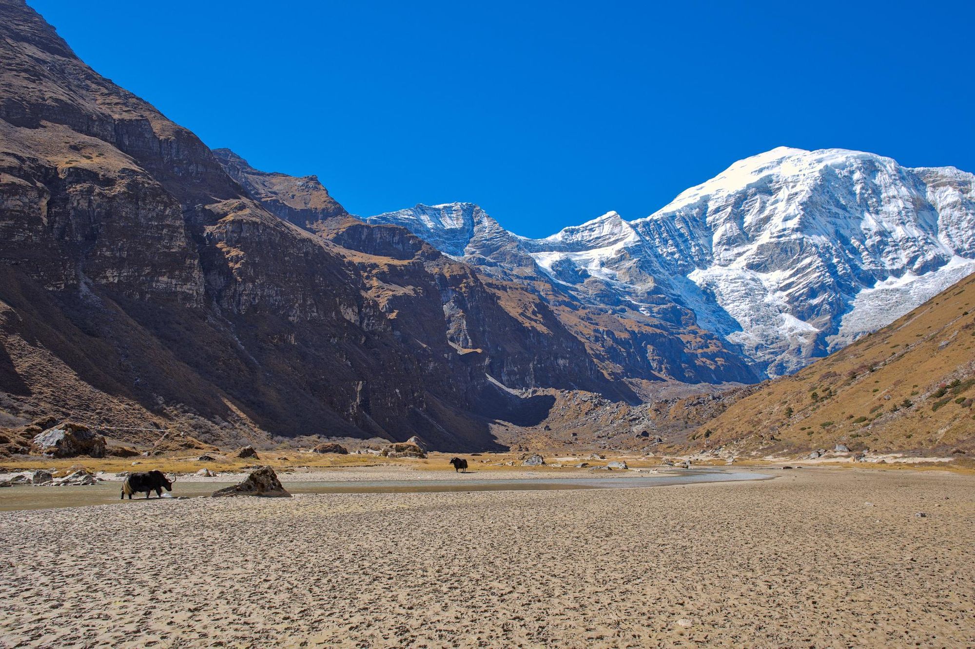 A lone yak in front of Jomolhari in the high mountains of Bhutan. Photo: Getty