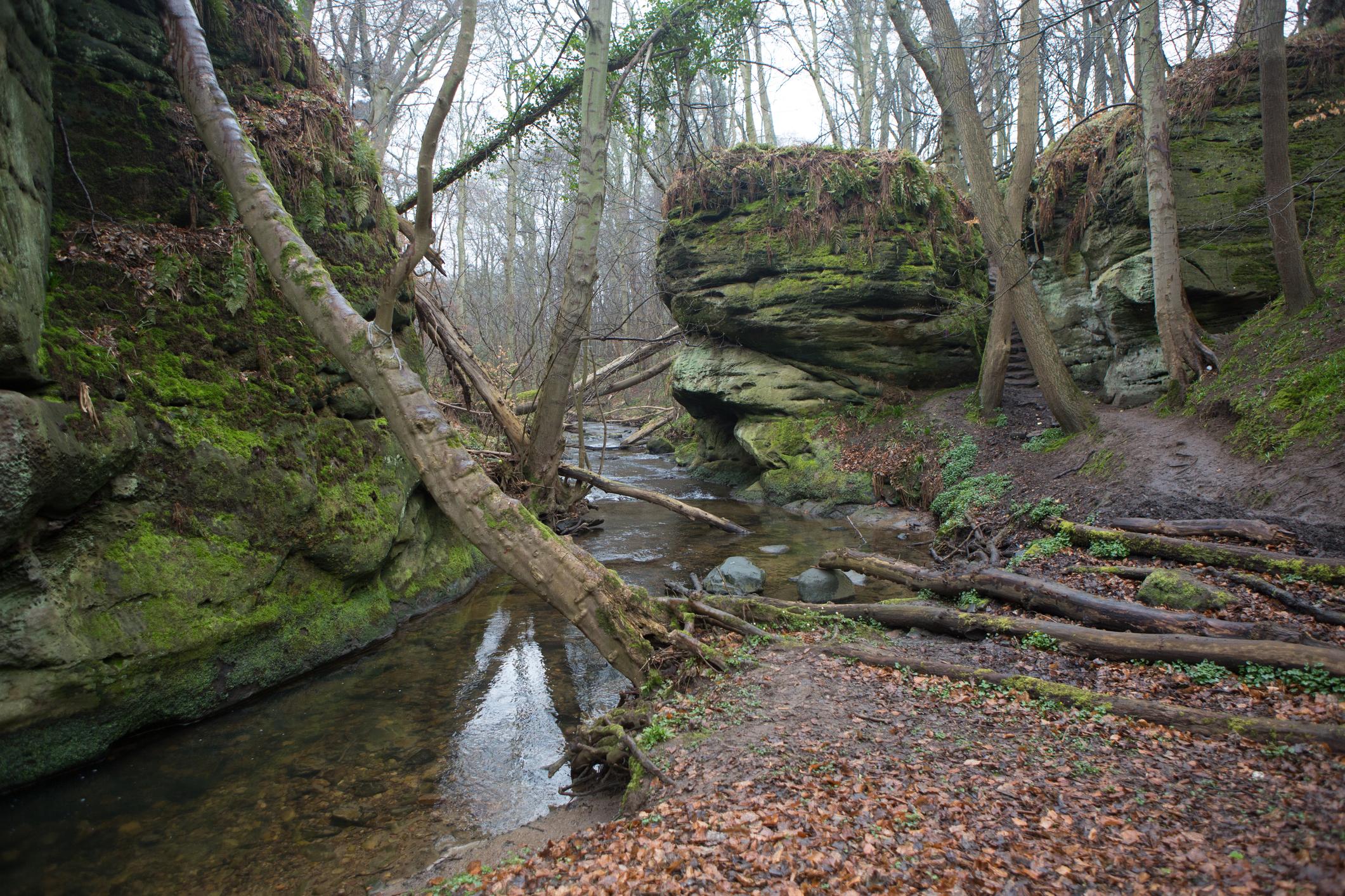 Shipley Glen is a narrow ravine lined densely with oaks. Photo: Getty