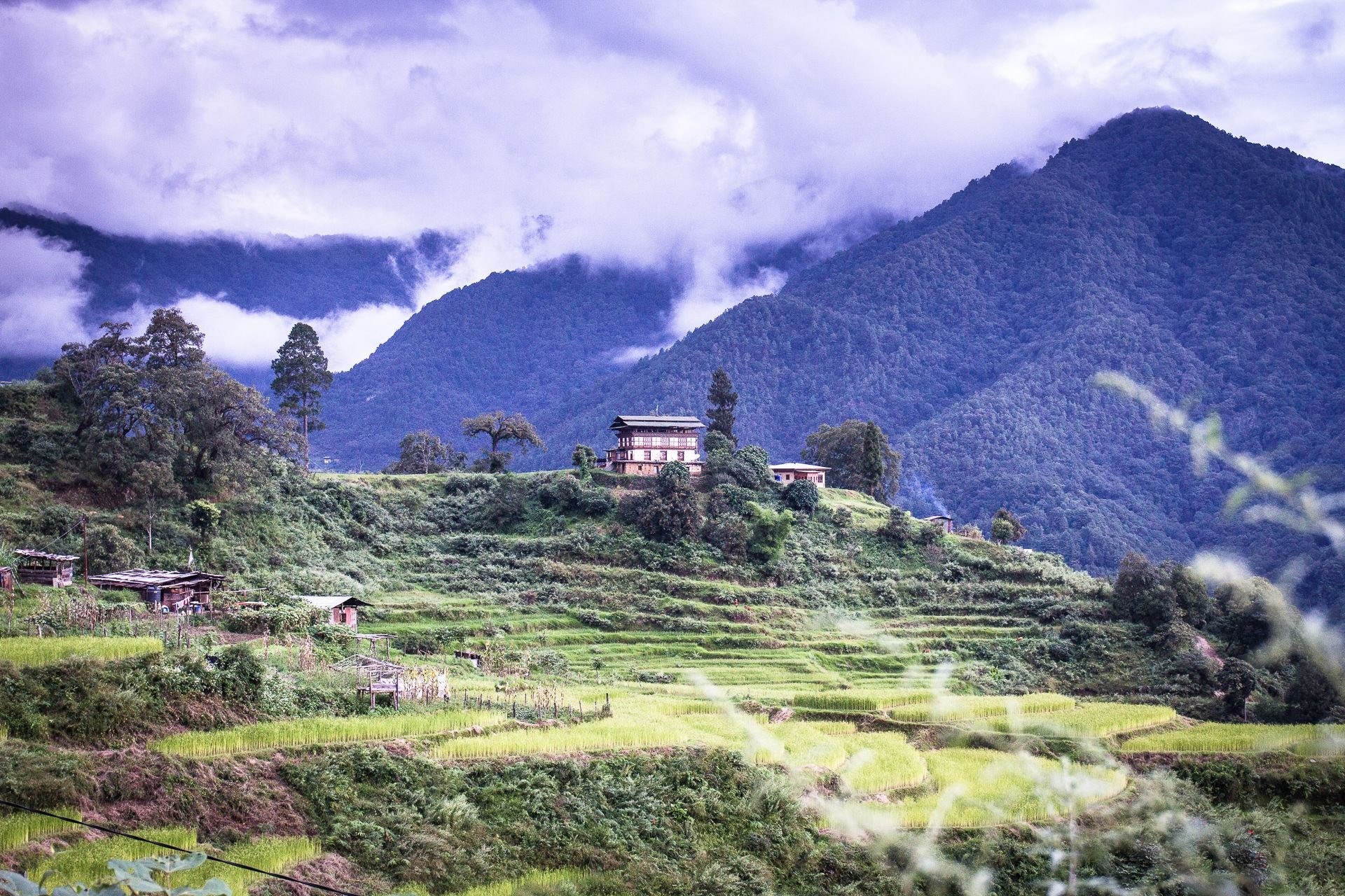 Paddy fields and lush greenery above the Punakha Valley. Photo: Tristan Kennedy