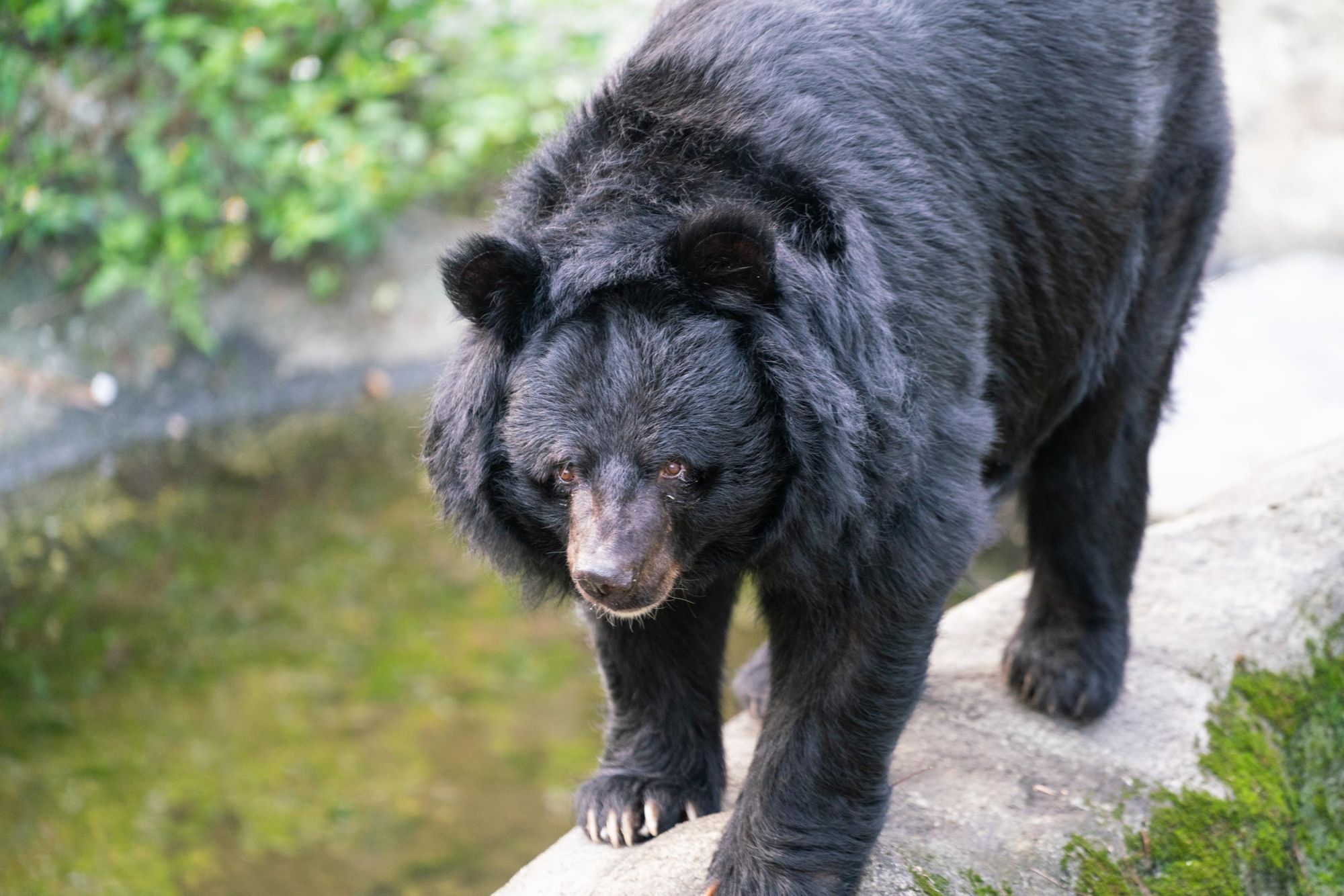 The Formosan Black Bear, endemic to Taiwan. Photo: Getty.