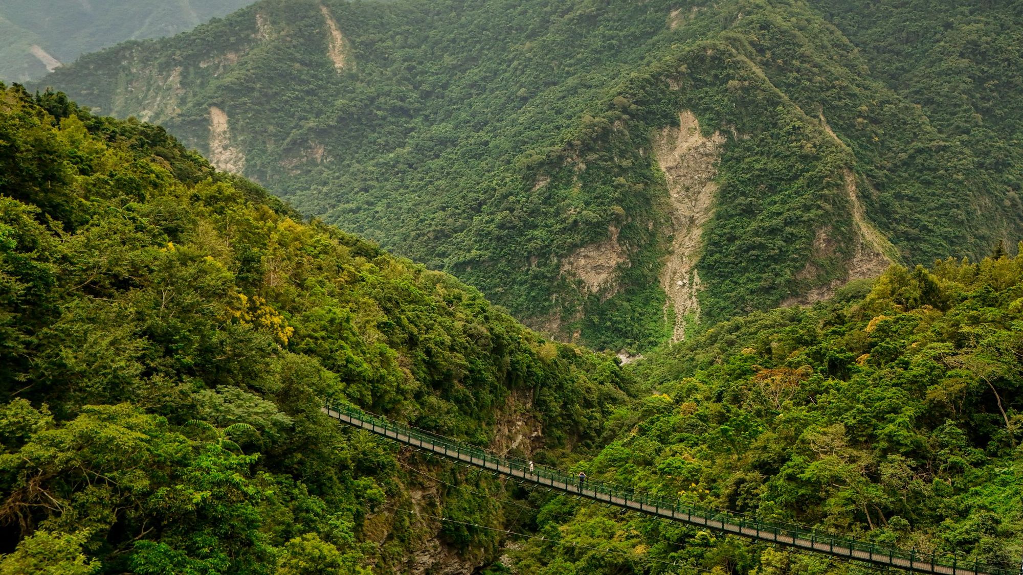 A suspension bridge along the Walami Trail. Photo: Origin Wild.