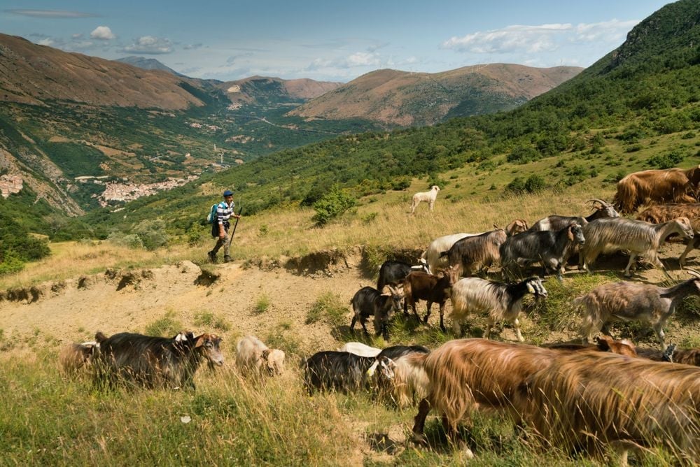 A shepherd and his flock make their way through the Abruzzo Mountains. Photo: Getty
