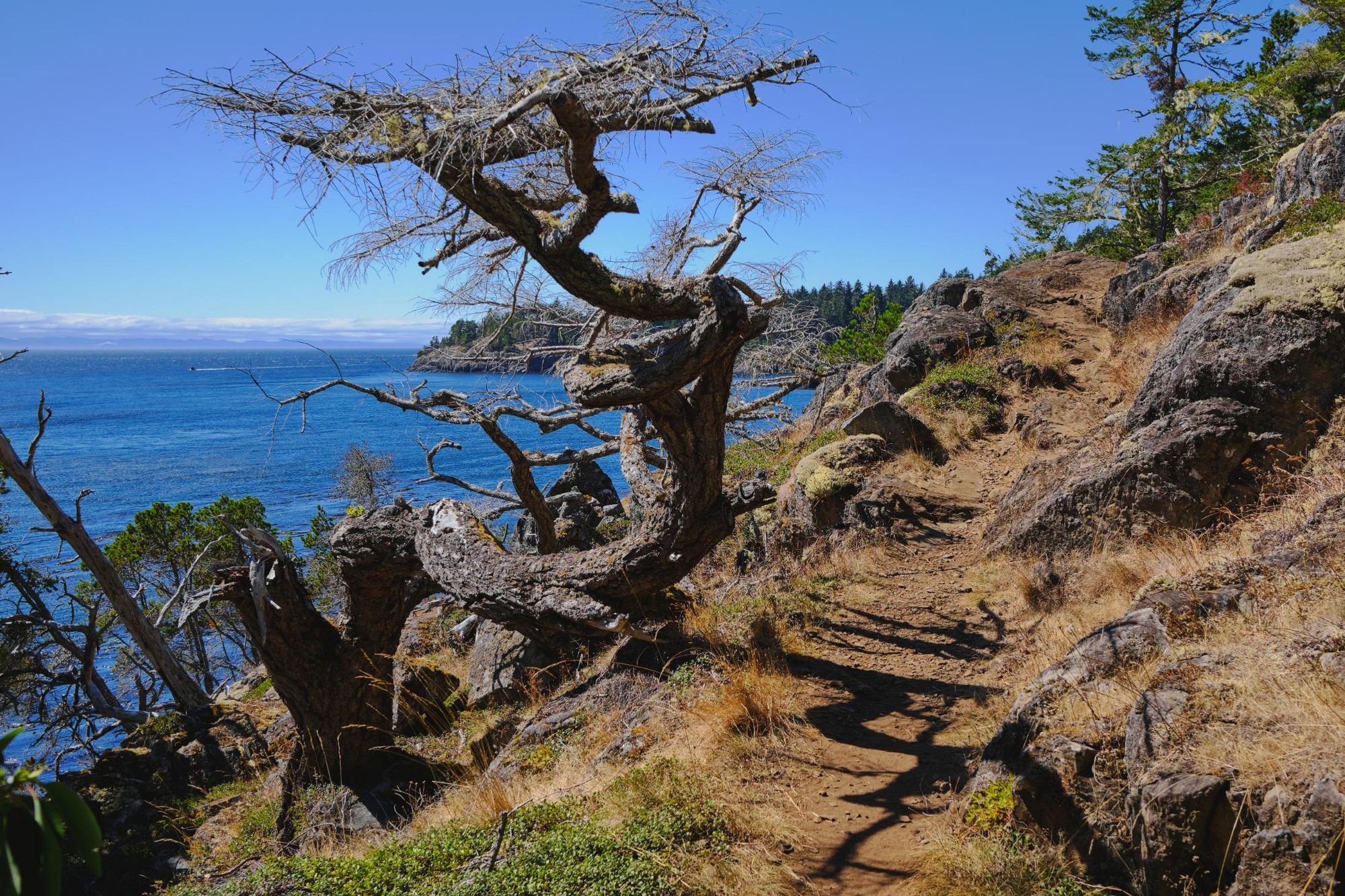 Windblown trees along the East Sooke Coast Trail. Photo: Shutterstock.