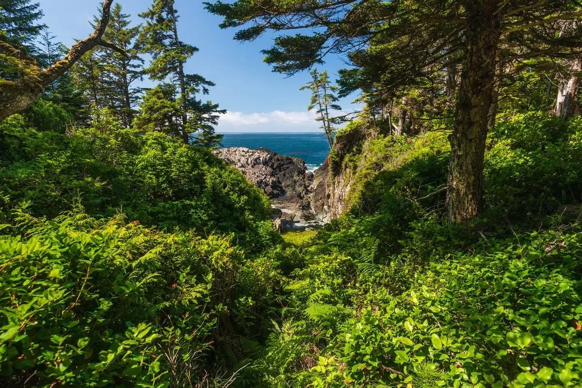 Glimpses of ocean along the Wild Pacific Trail, Vancouver Island. Photo: Getty.
