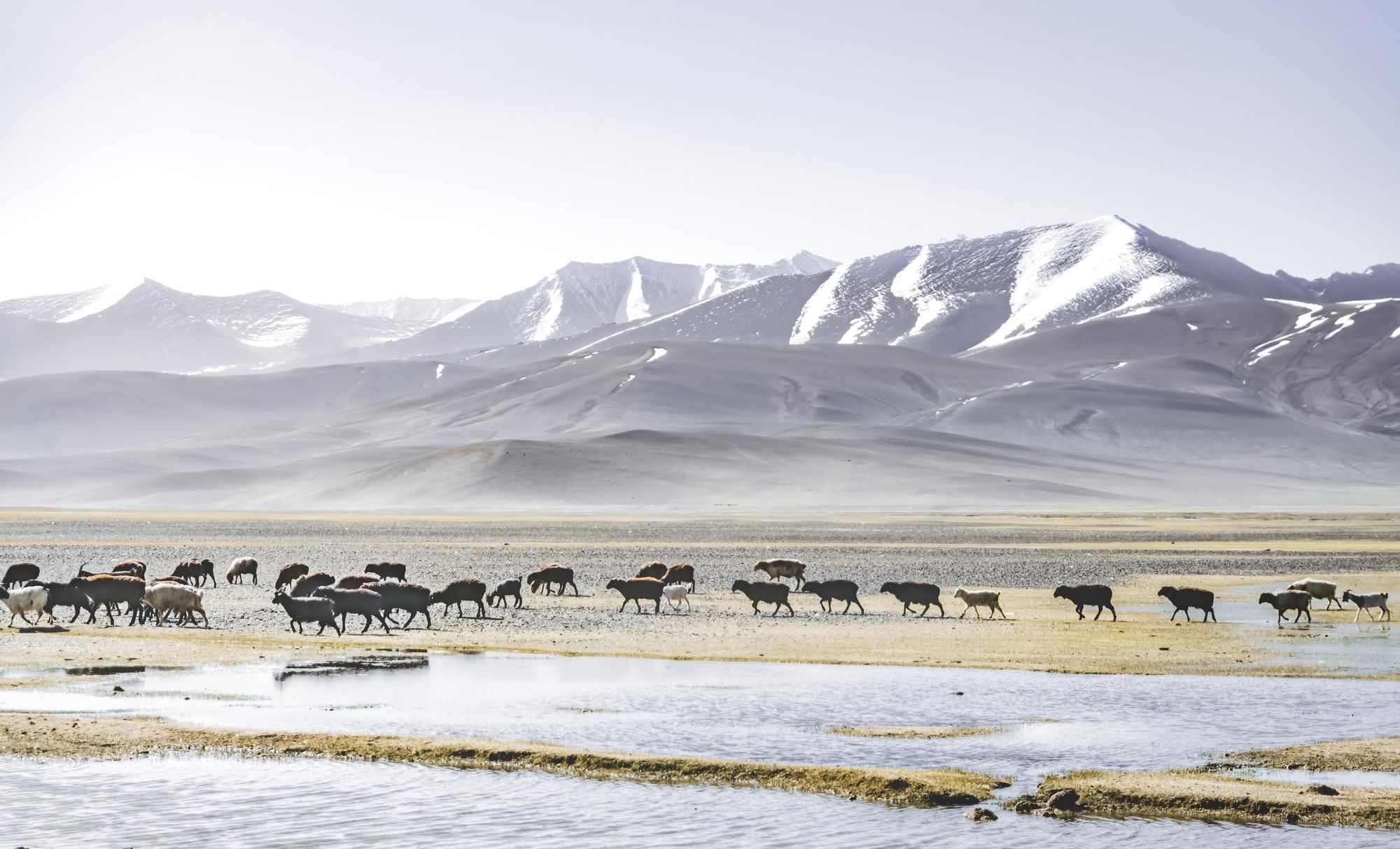 A flock of sheep grazing in the Pamir Mountains in Tajikistan. Photo: Getty