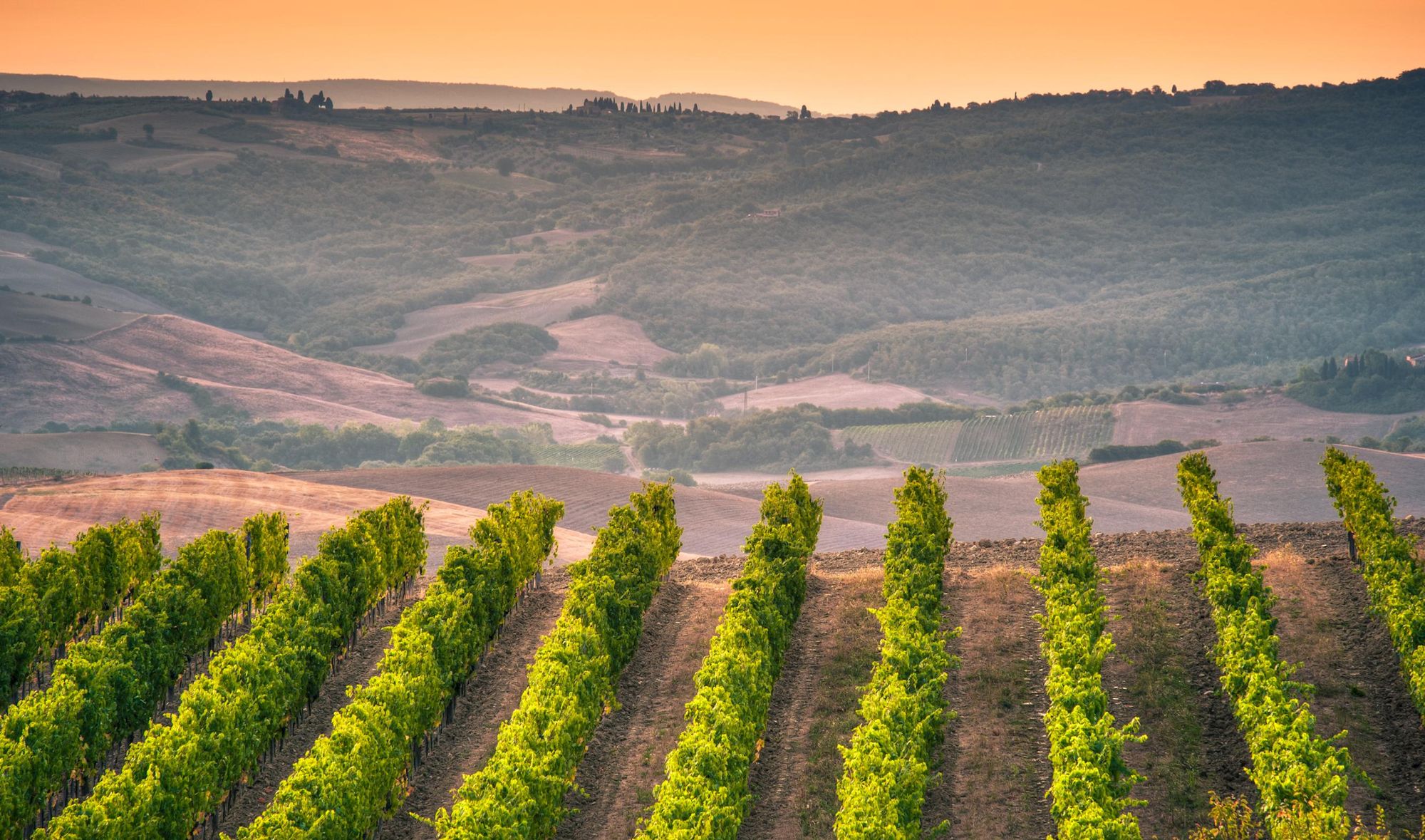 View of vineyards from Montalcino. Photo: Getty.