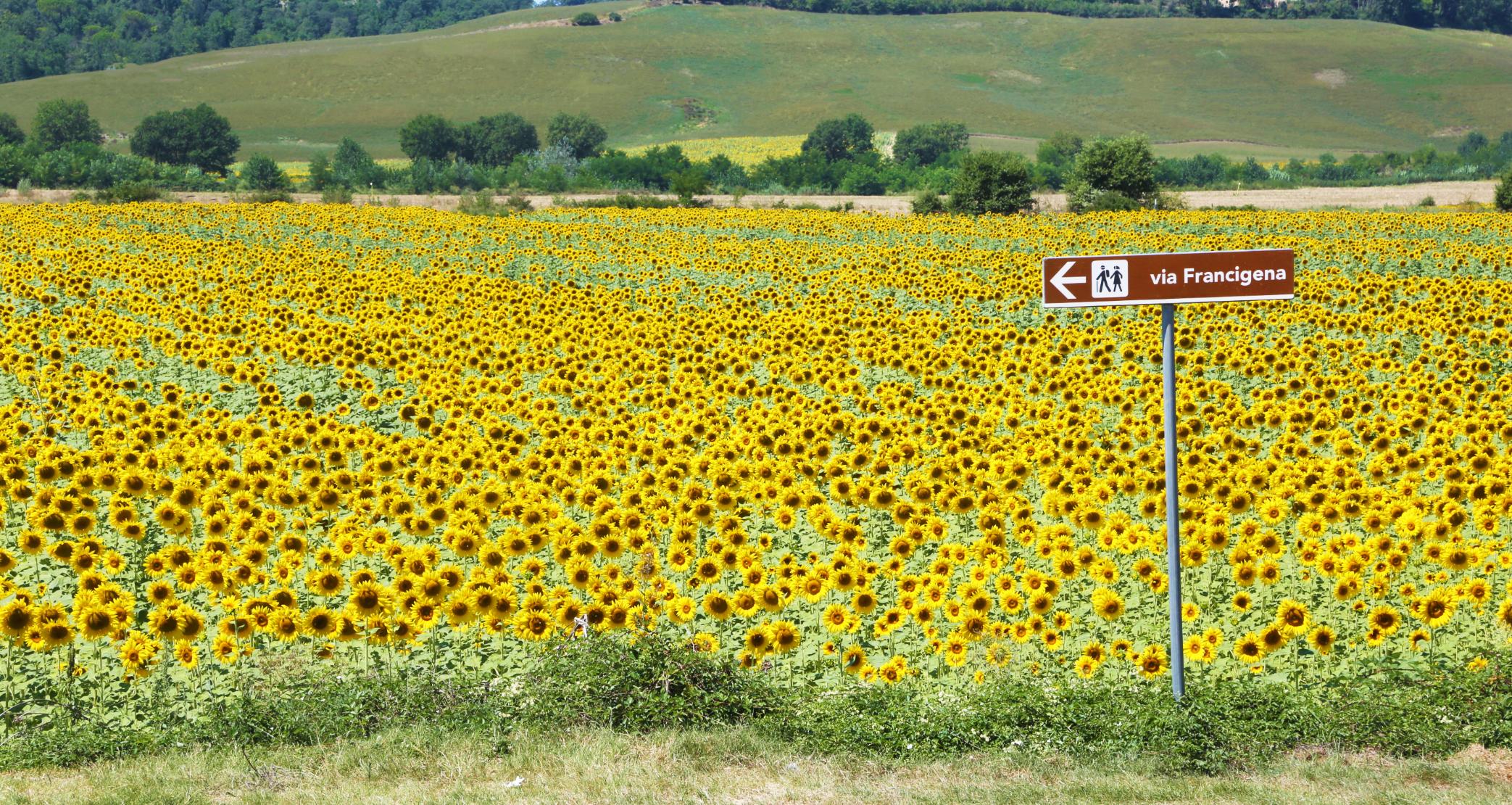 Sunflower fields along the Via Francigena route. Photo: Getty.