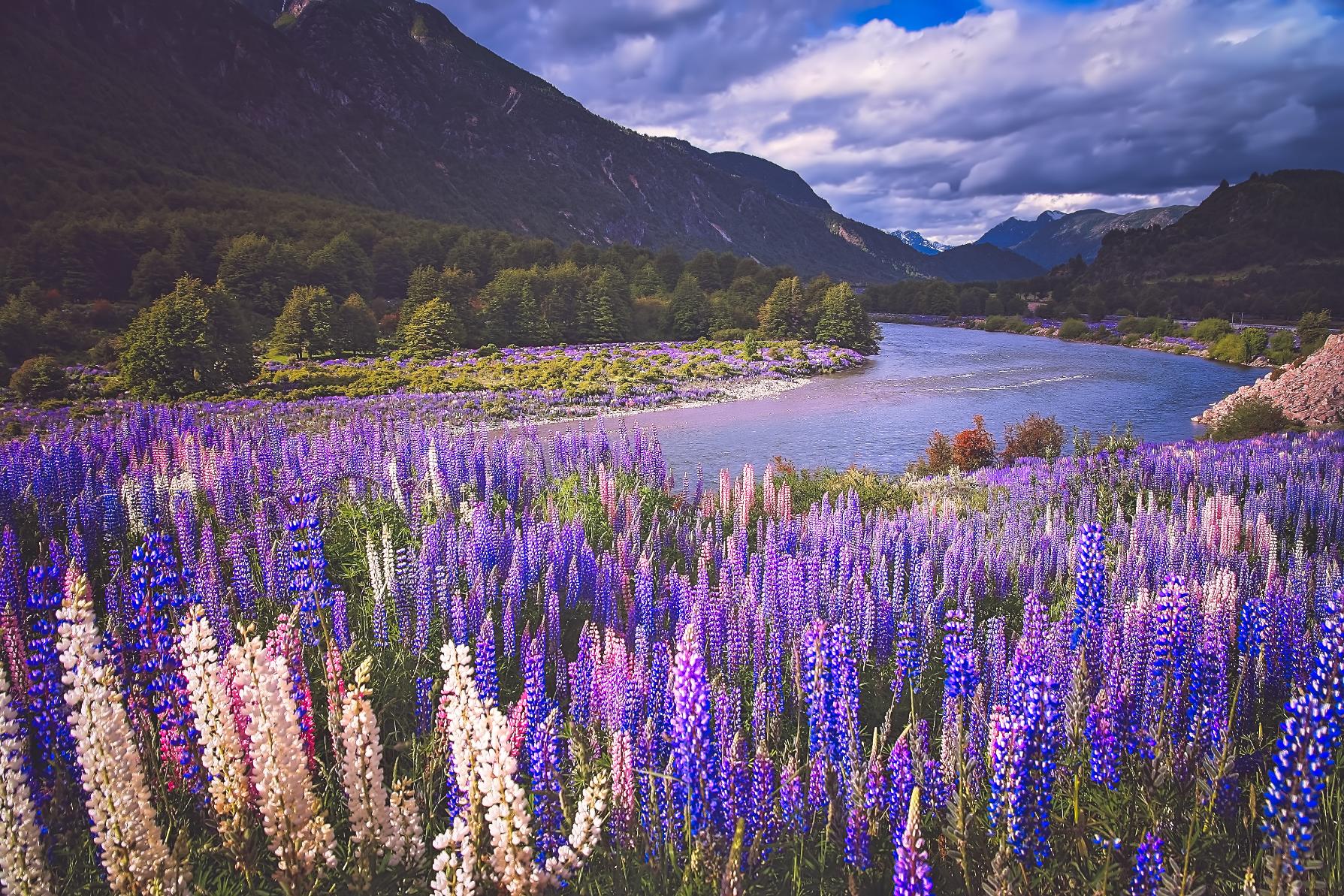 Spring-flowering lupins in Chilean Patagonia. Photo: Getty.