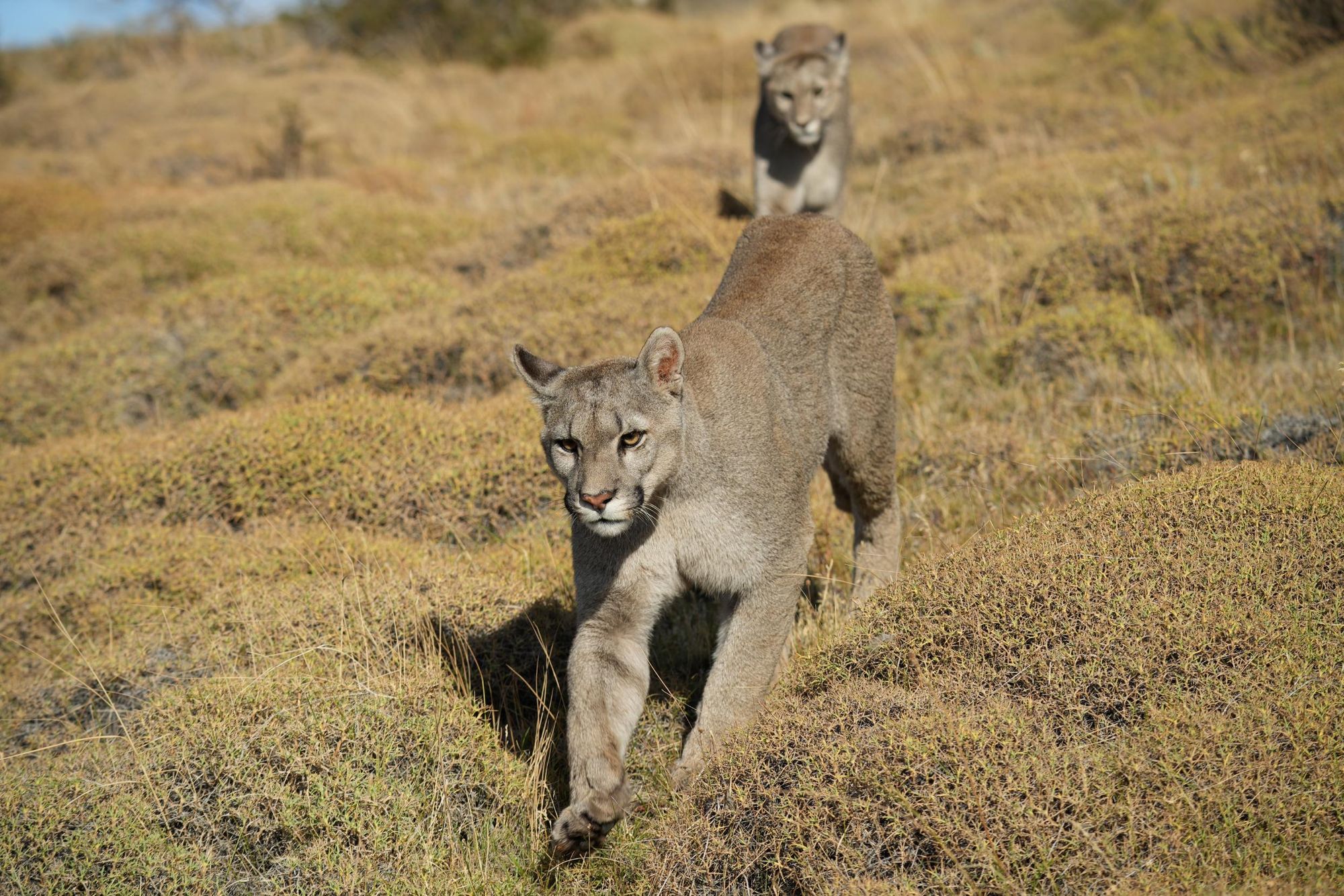 Pumas padding across the Patagonian steppe. Photo: Getty.