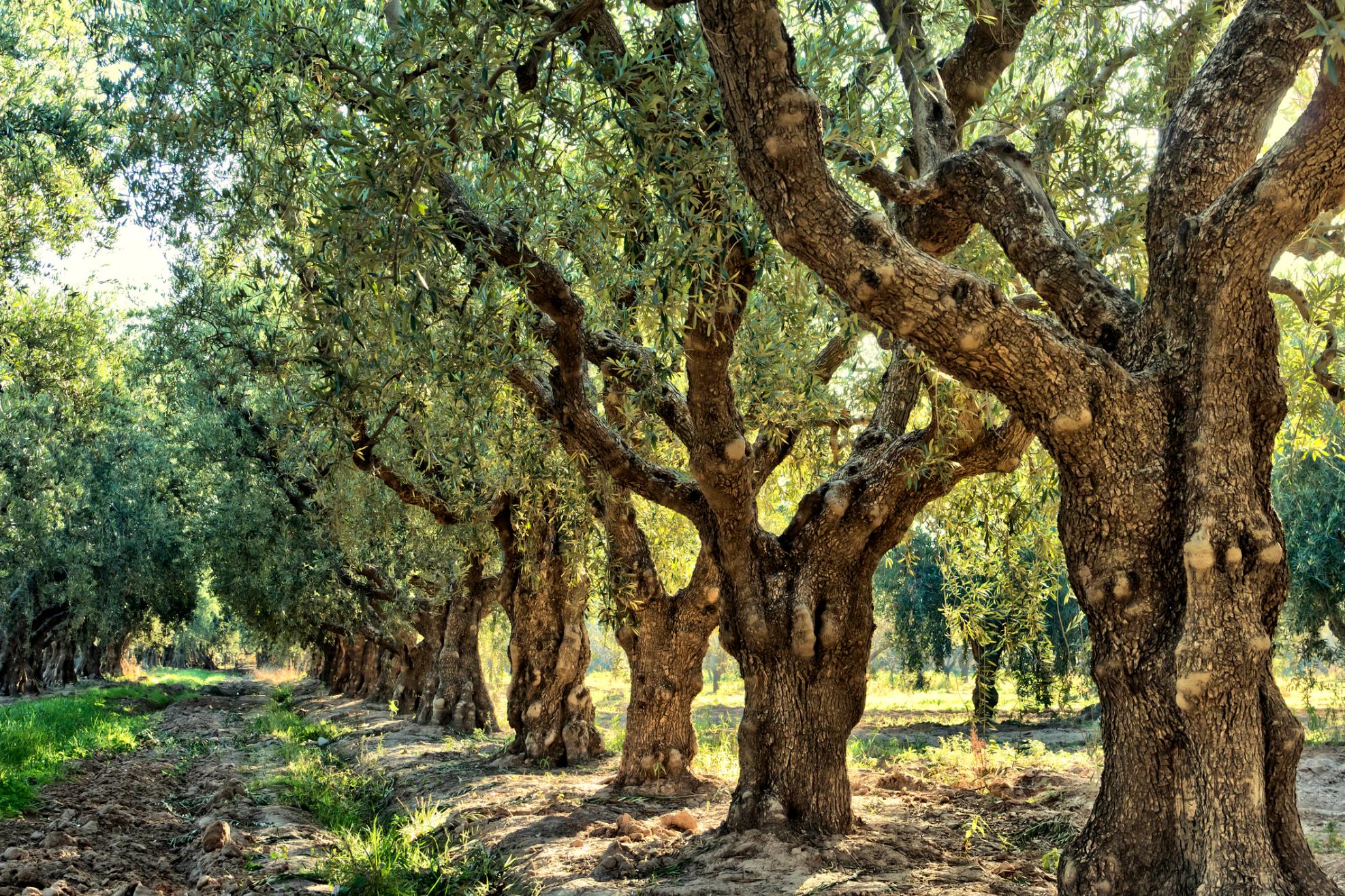 An olive grove; a common sighting in the south of Greece and the source of the local olive oil. Photo: Getty