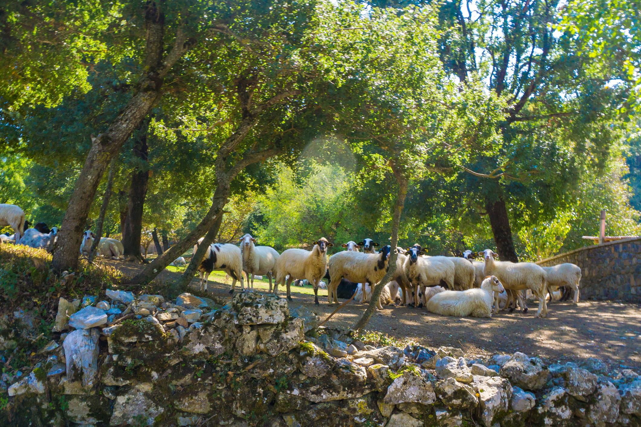 A flock of sheep near Vytina and the Menalon Trail, which runs through Arcadia in Greece. Photo: Getty